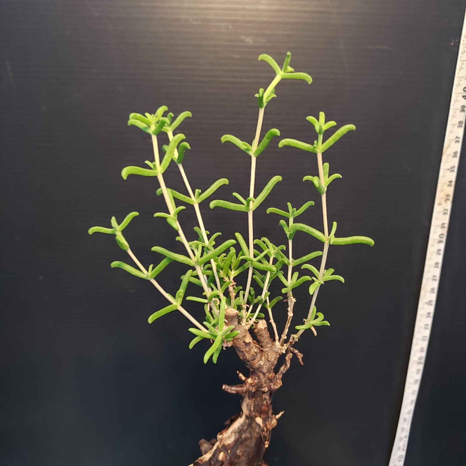J343【自社養生株】メストクレマ（現地球・発根株・鉢植え）【塊根植物