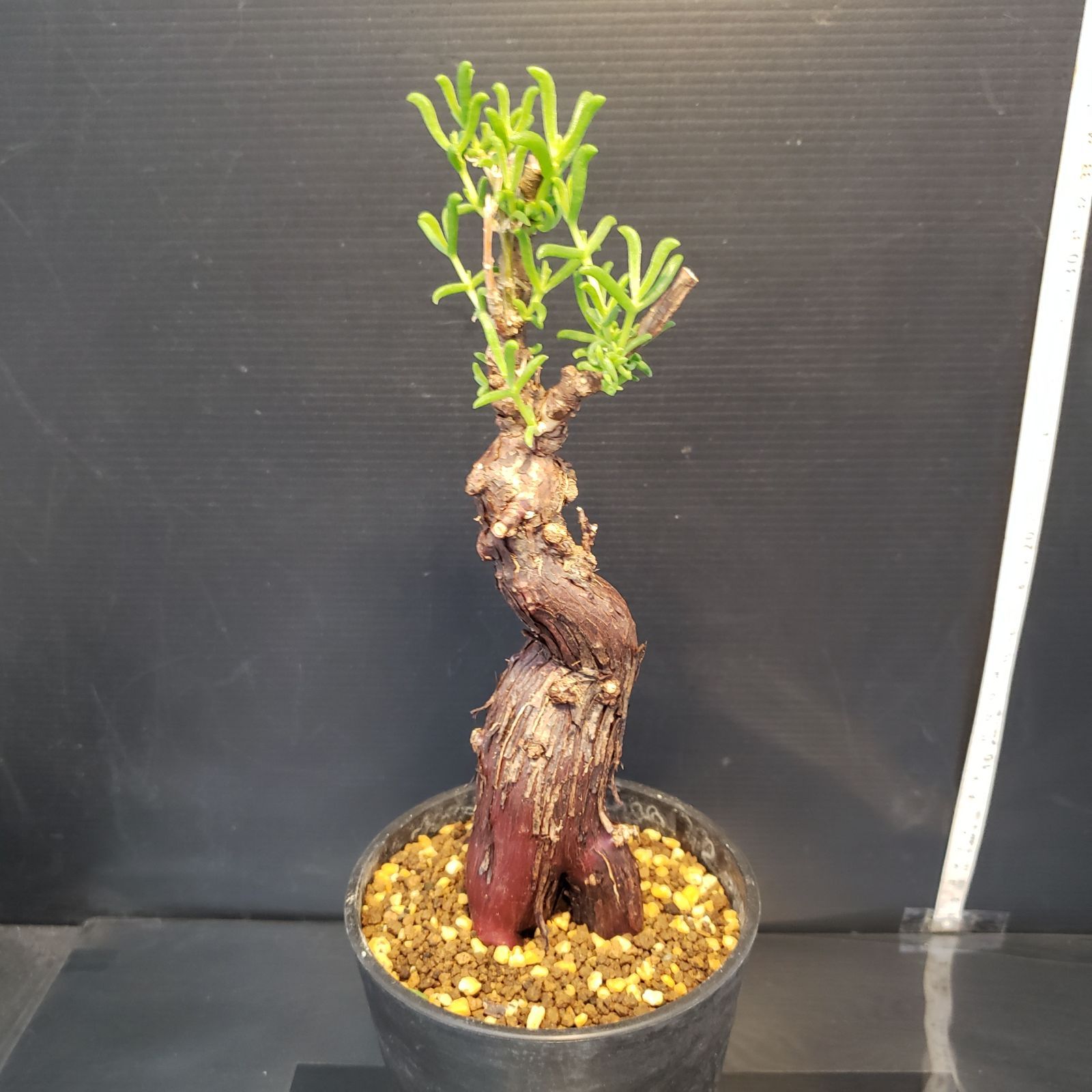 メストクレマ 大株 良樹形 鉢ごと 超メルカリ市限定 メストクレマ 大株 良樹形 鉢ごと 超メルカリ市限定 メストクレマ 大株