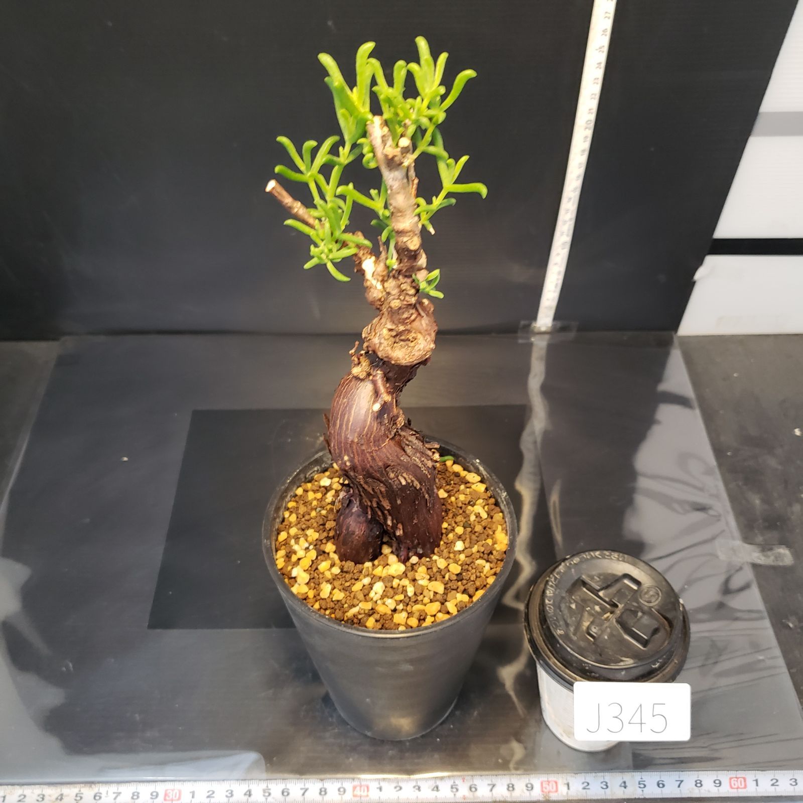 J345【自社養生株】メストクレマ（現地球・発根株・鉢植え）【塊根植物