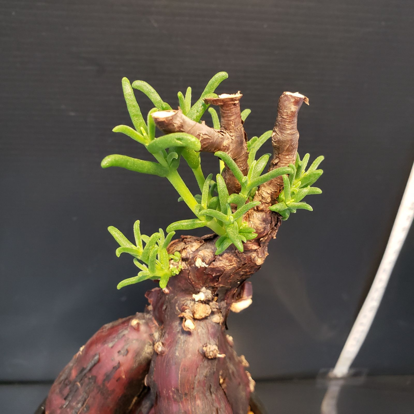 J347【自社養生株】メストクレマ（現地球・発根株・鉢植え）【塊根植物