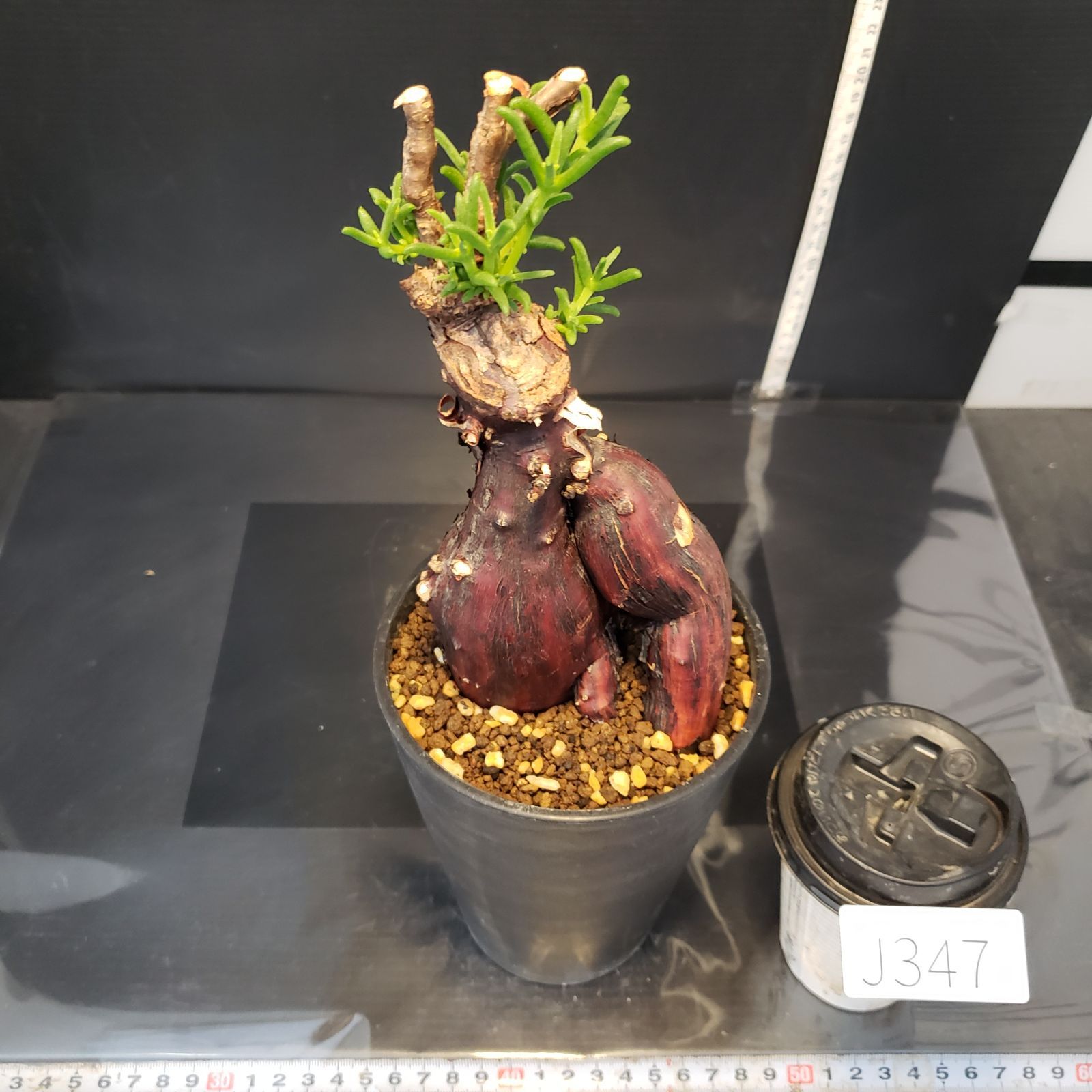 メストクレマ 大株 良樹形 鉢ごと 超メルカリ市限定 J347【自社養生株】メストクレマ（現地球・発根株・鉢植え）【塊根植物