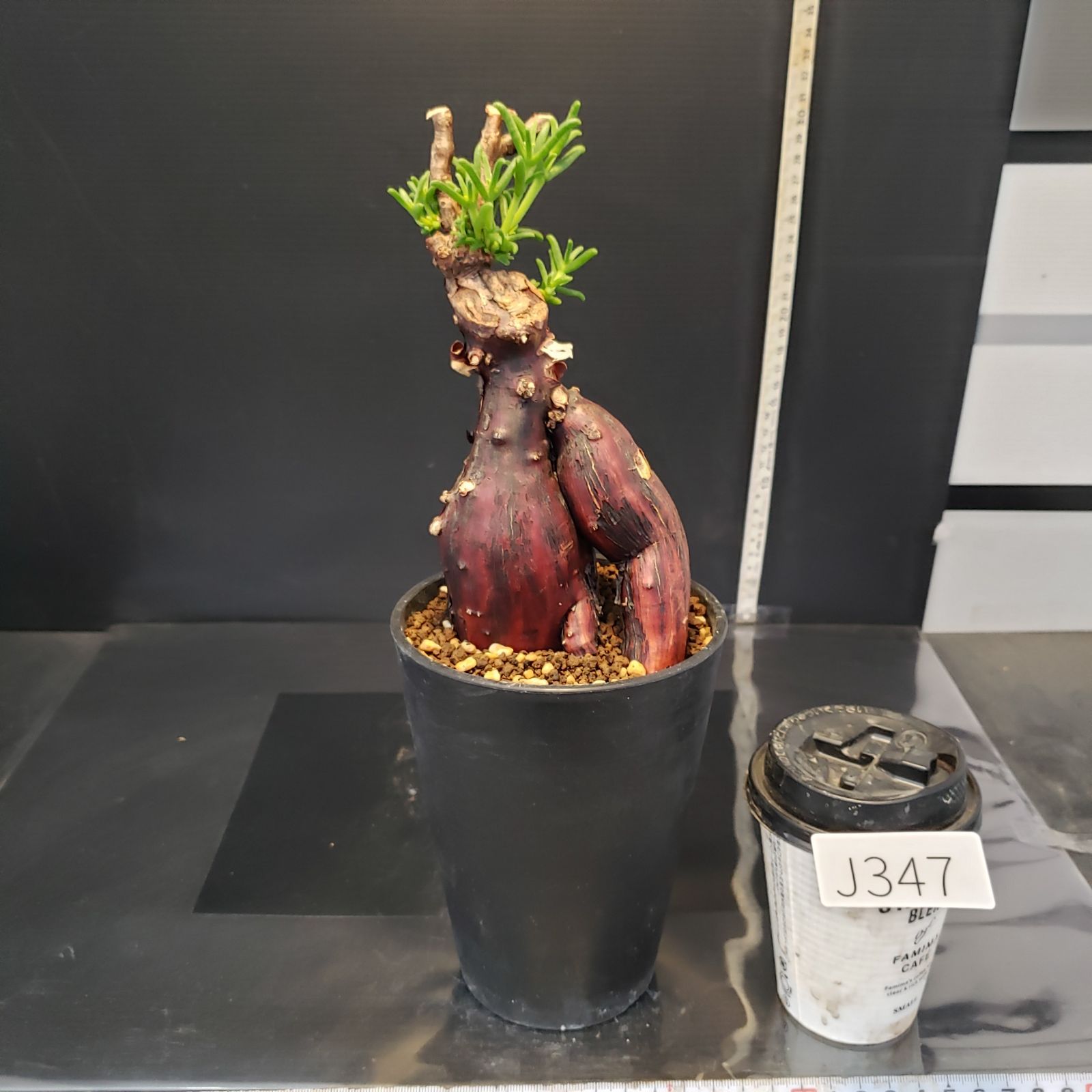 J347【自社養生株】メストクレマ（現地球・発根株・鉢植え）【塊根植物