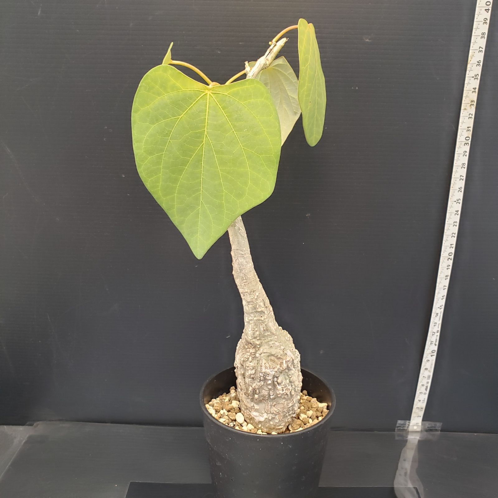 J348【自社養生株】アデニア スティローサ（現地球・発根株・鉢植え