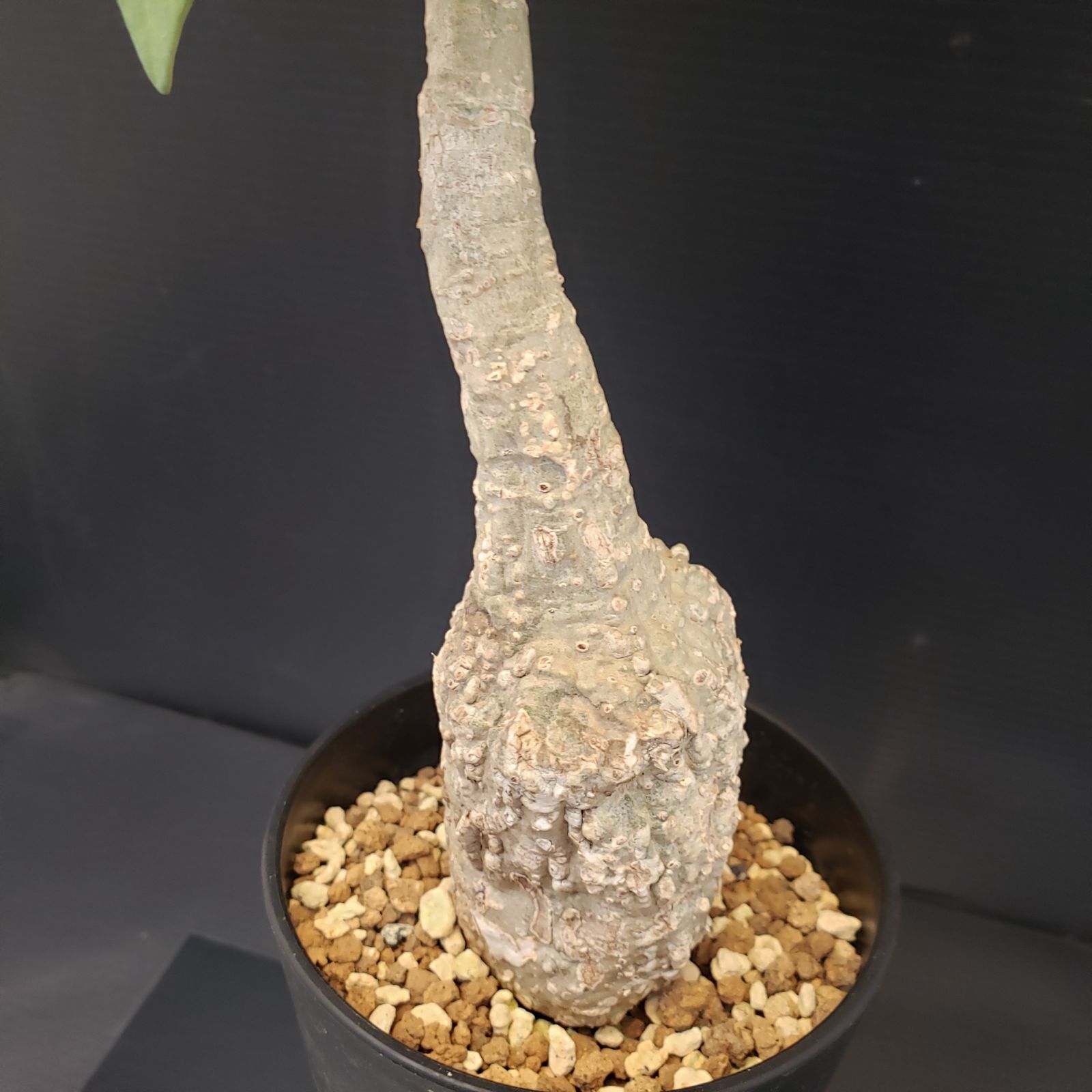 アデニア　スティローサ　レッドリーフ　現地球 発根株　丸株　(鉢付き) アデニア スティローサ レッドリーフ 現地球 発根株 丸株 (鉢付き