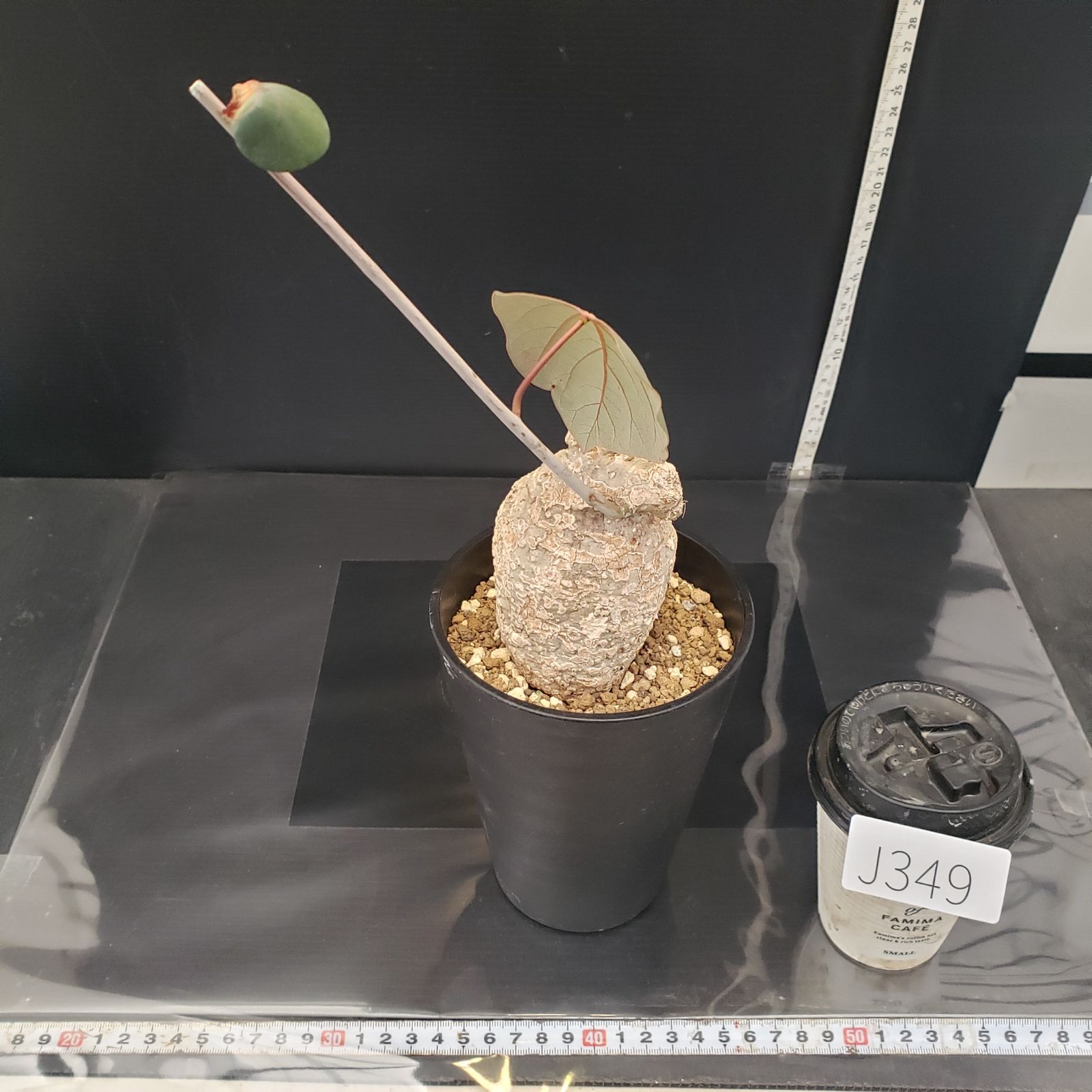 アデニア　スティローサ　レッドリーフ　現地球 発根株　丸株　(鉢付き) アデニア スティローサ レッドリーフ 現地球 発根株 丸株 (鉢付き