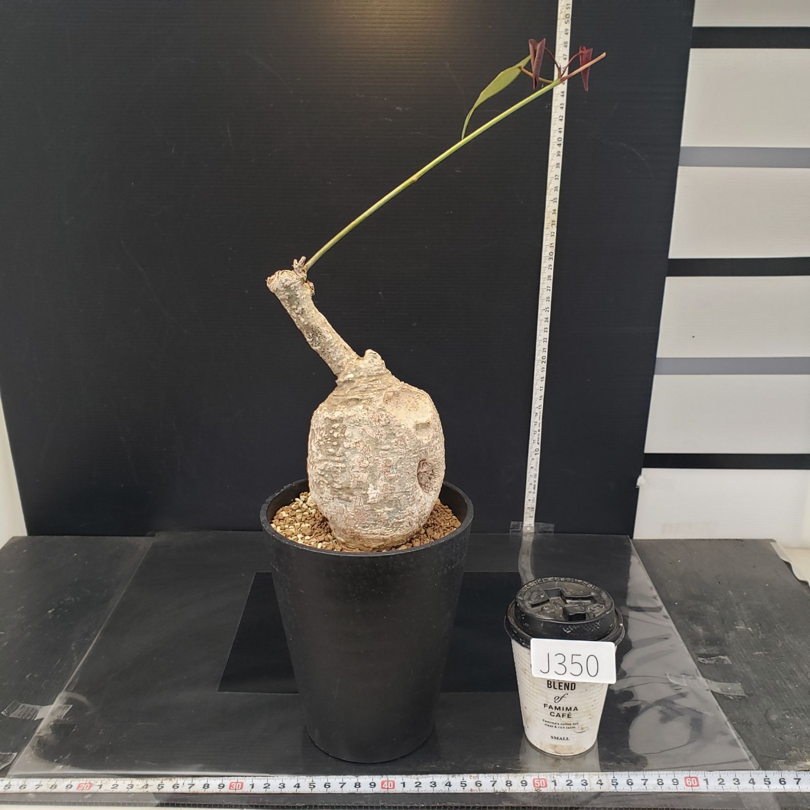 アデニア　スティローサ　レッドリーフ　現地球 発根株　丸株　(鉢付き) アデニア スティローサ レッドリーフ 現地球 発根株 丸株 (鉢付き