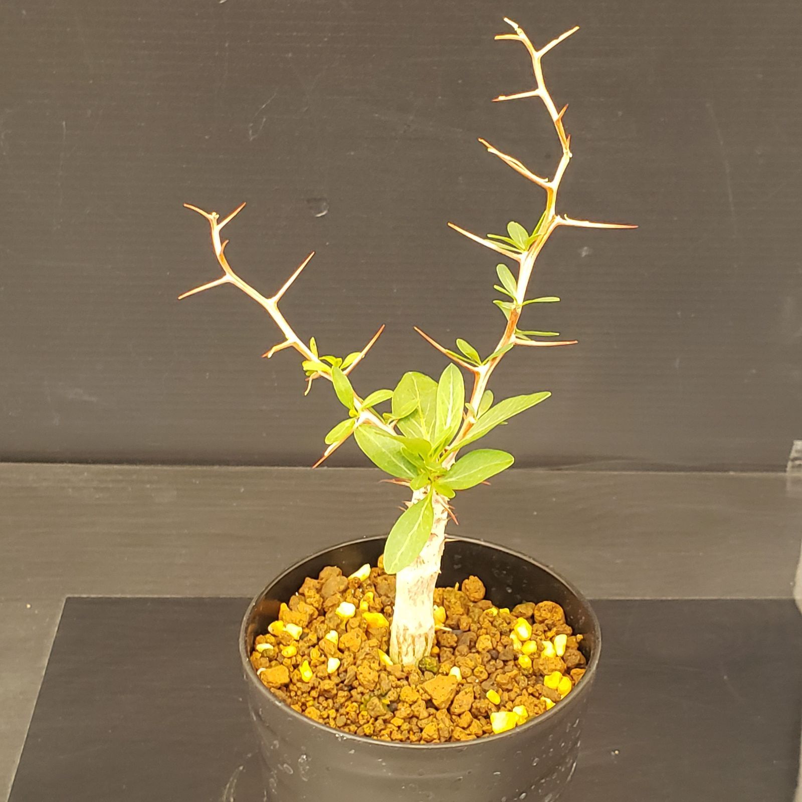 J355【自社養生株】フォークイエリア コルムナリス（実生・発根株