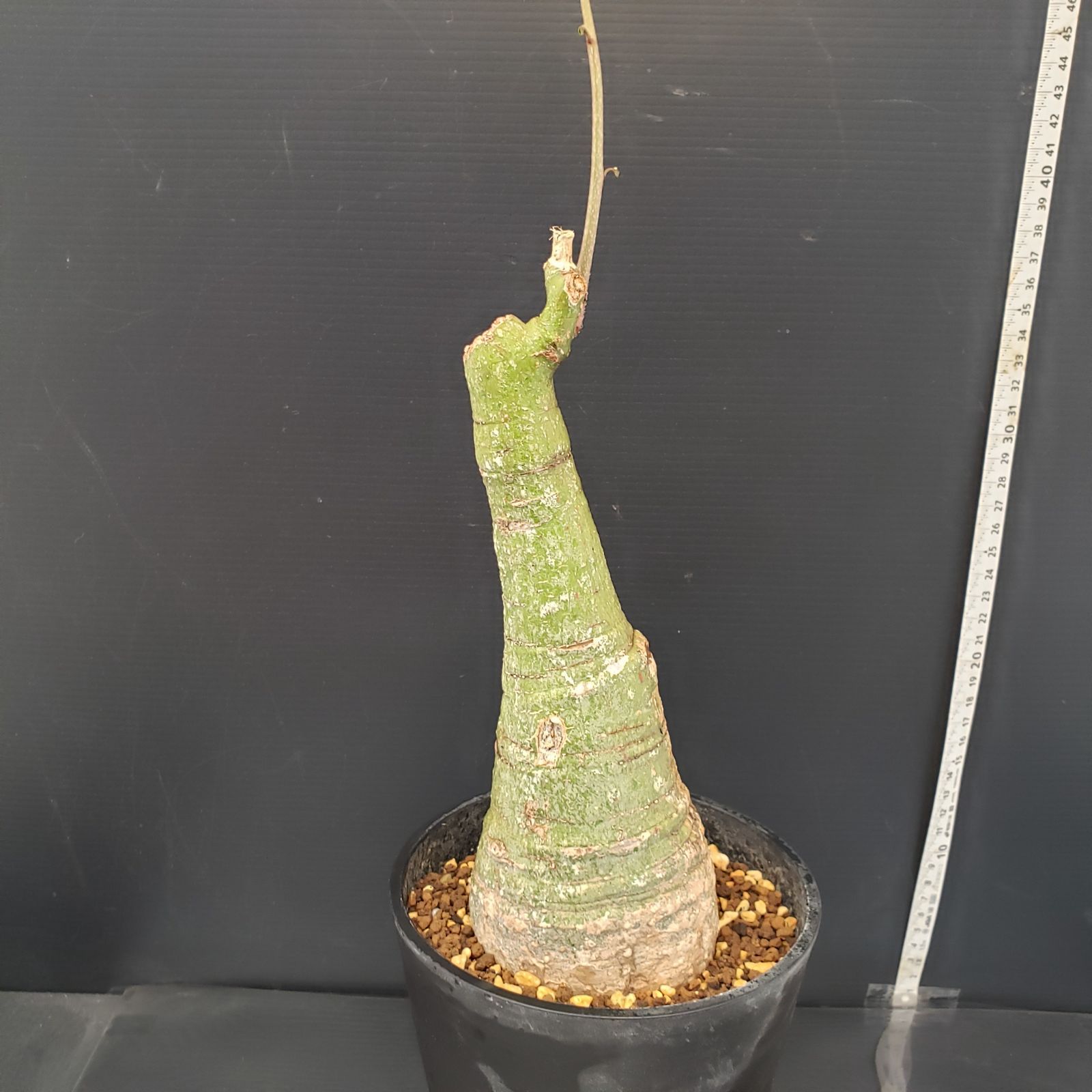 J365【自社養生株】アデニア クリスタルグリーン（現地球・発根株