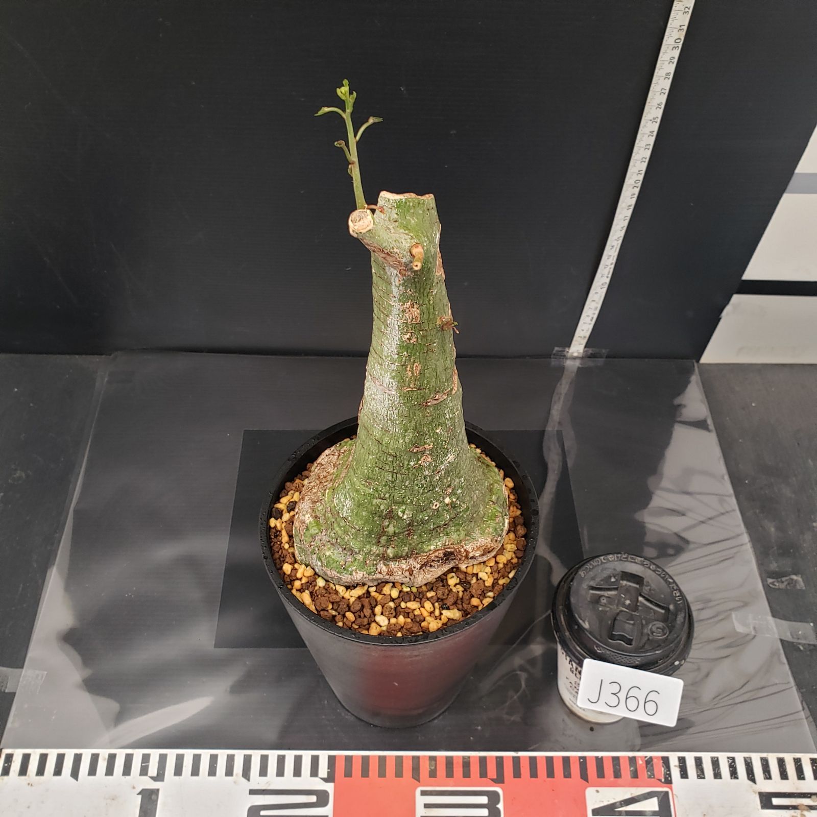 J366【自社養生株】アデニア クリスタルグリーン（現地球・発根株