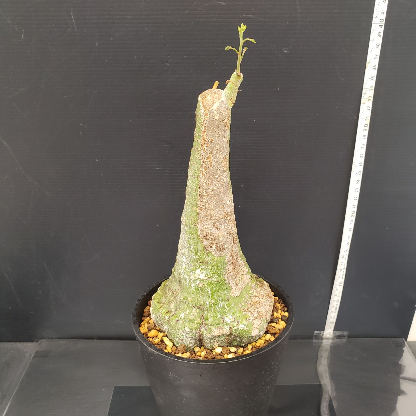 J366【自社養生株】アデニア クリスタルグリーン（現地球・発根株