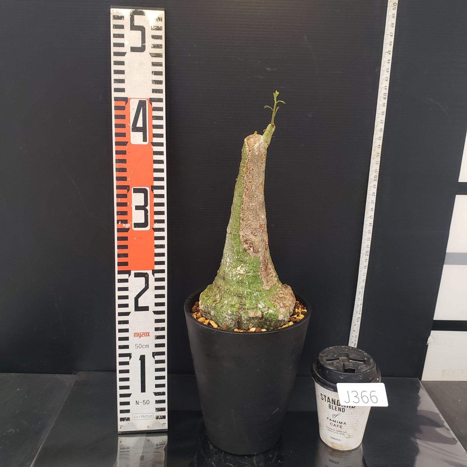 J366【自社養生株】アデニア クリスタルグリーン（現地球・発根株