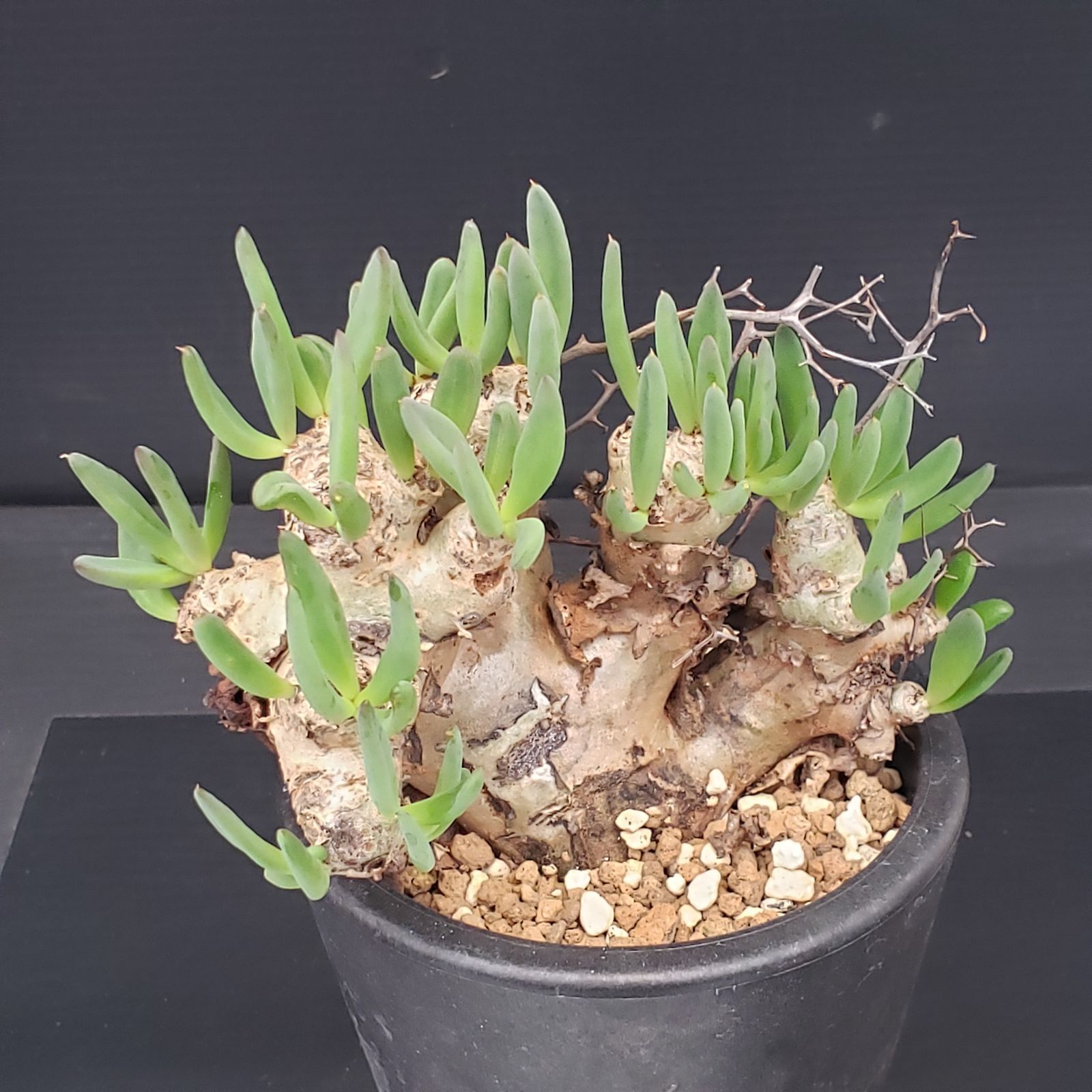 J370【自社養生株】チレコドン レティキュラータス 万物想（現地球・発