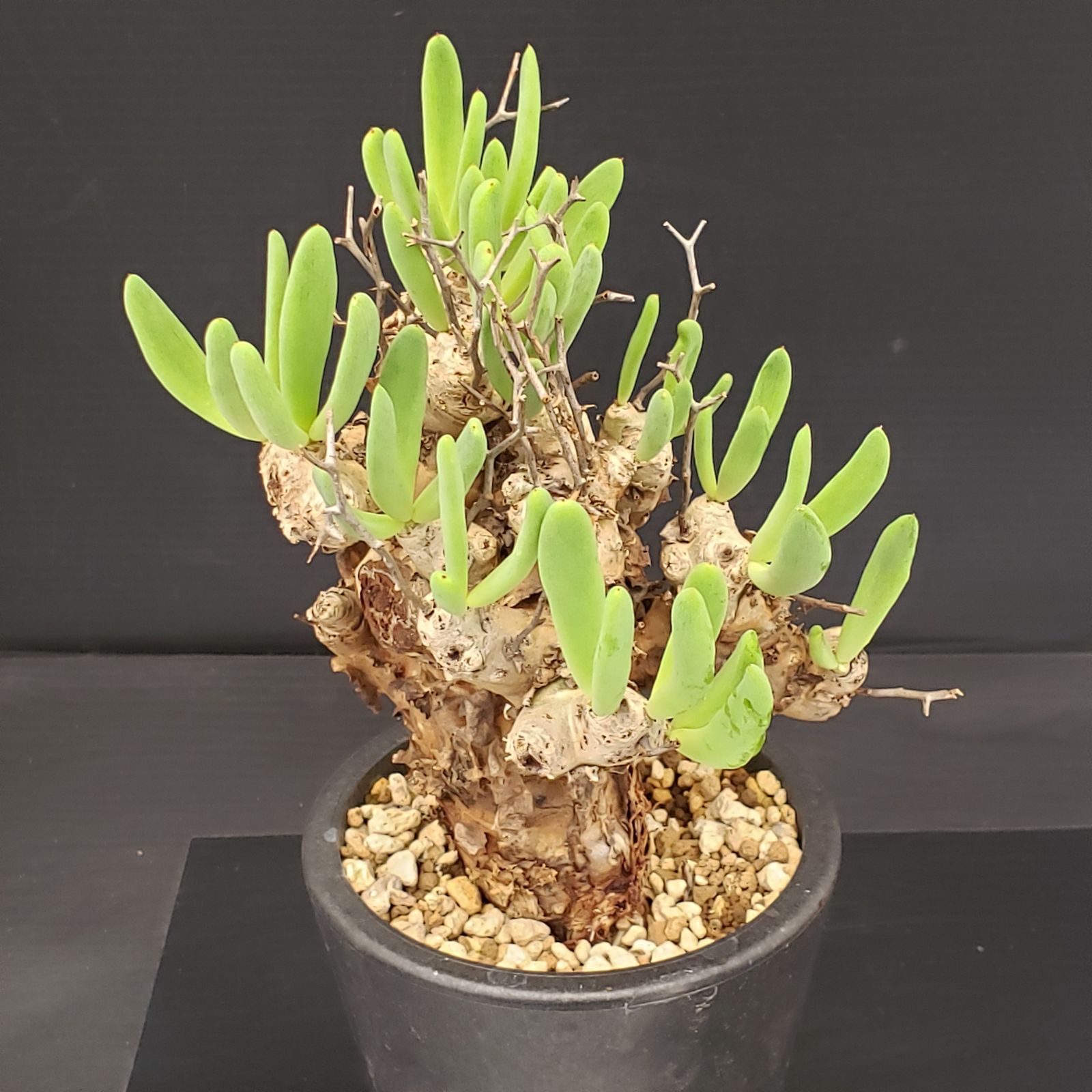 サマーセール！ 大株 万物想 チレコドン レティキュラータス 現地株 現地球 J376【自社養生株】チレコドン レティキュラータス 万物想（現地球・発