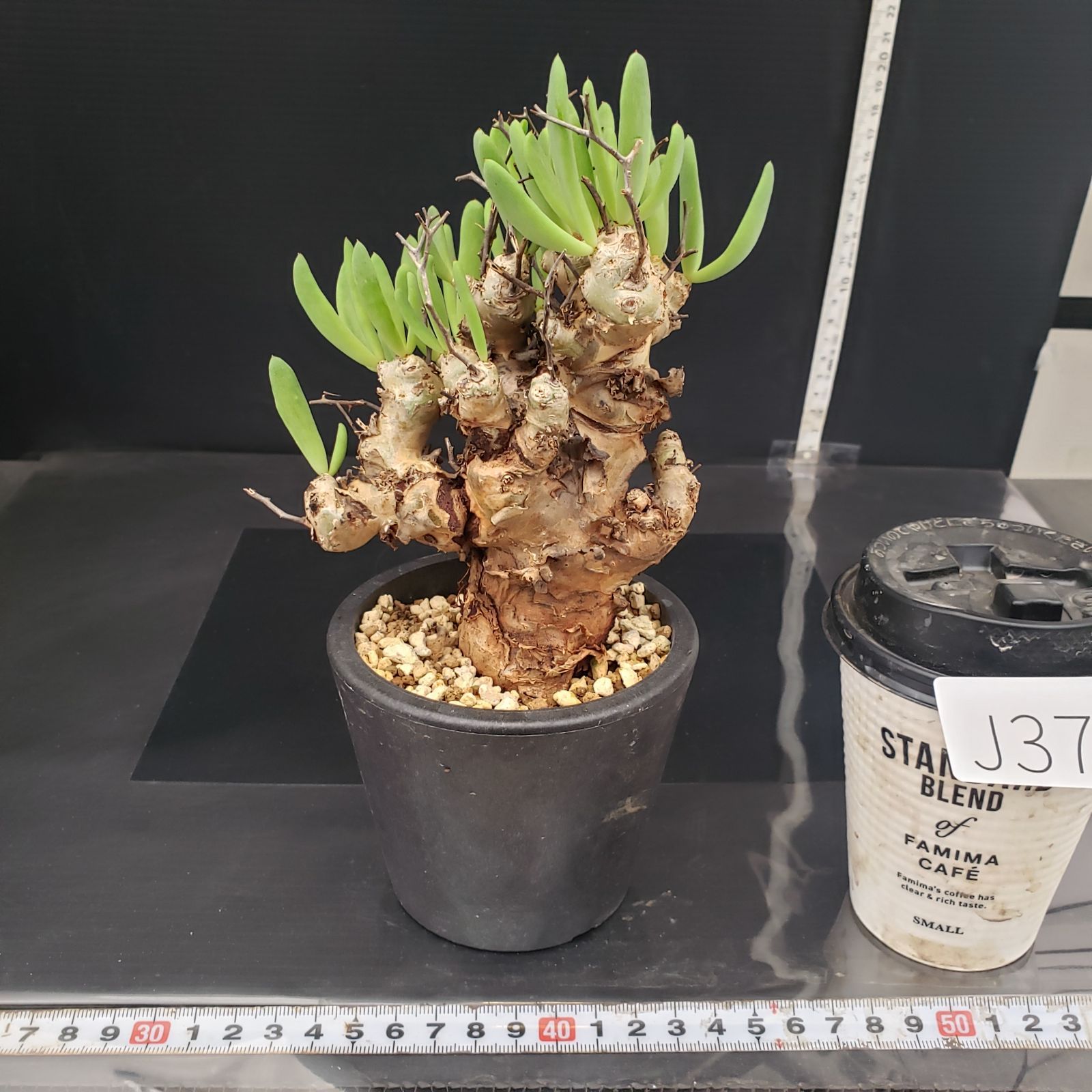 J371【自社養生株】チレコドン レティキュラータス 万物想（現地球・発