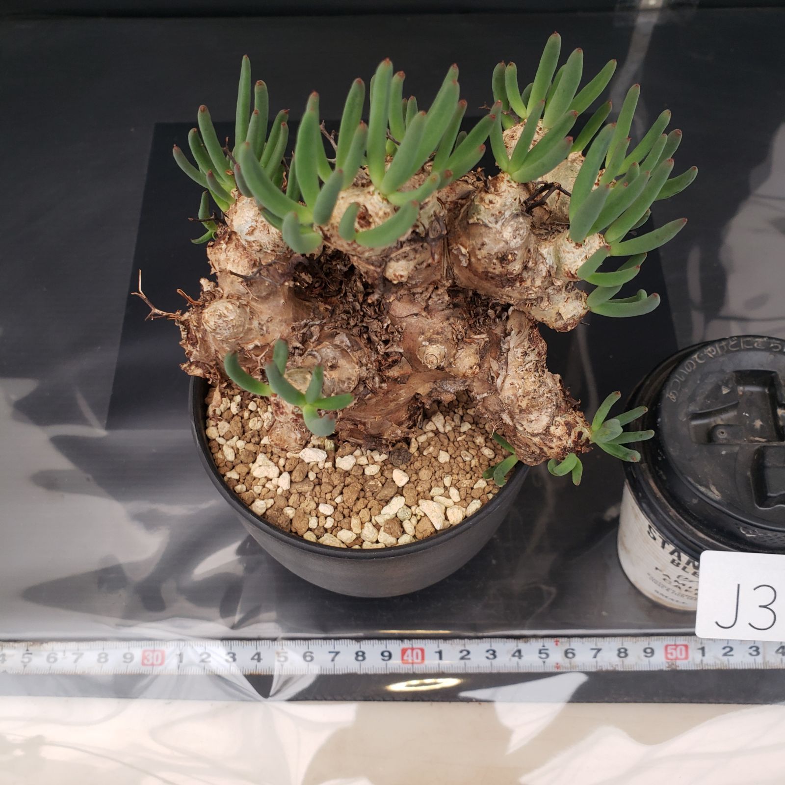 J373【自社養生株】チレコドン レティキュラータス 万物想（現地球・発