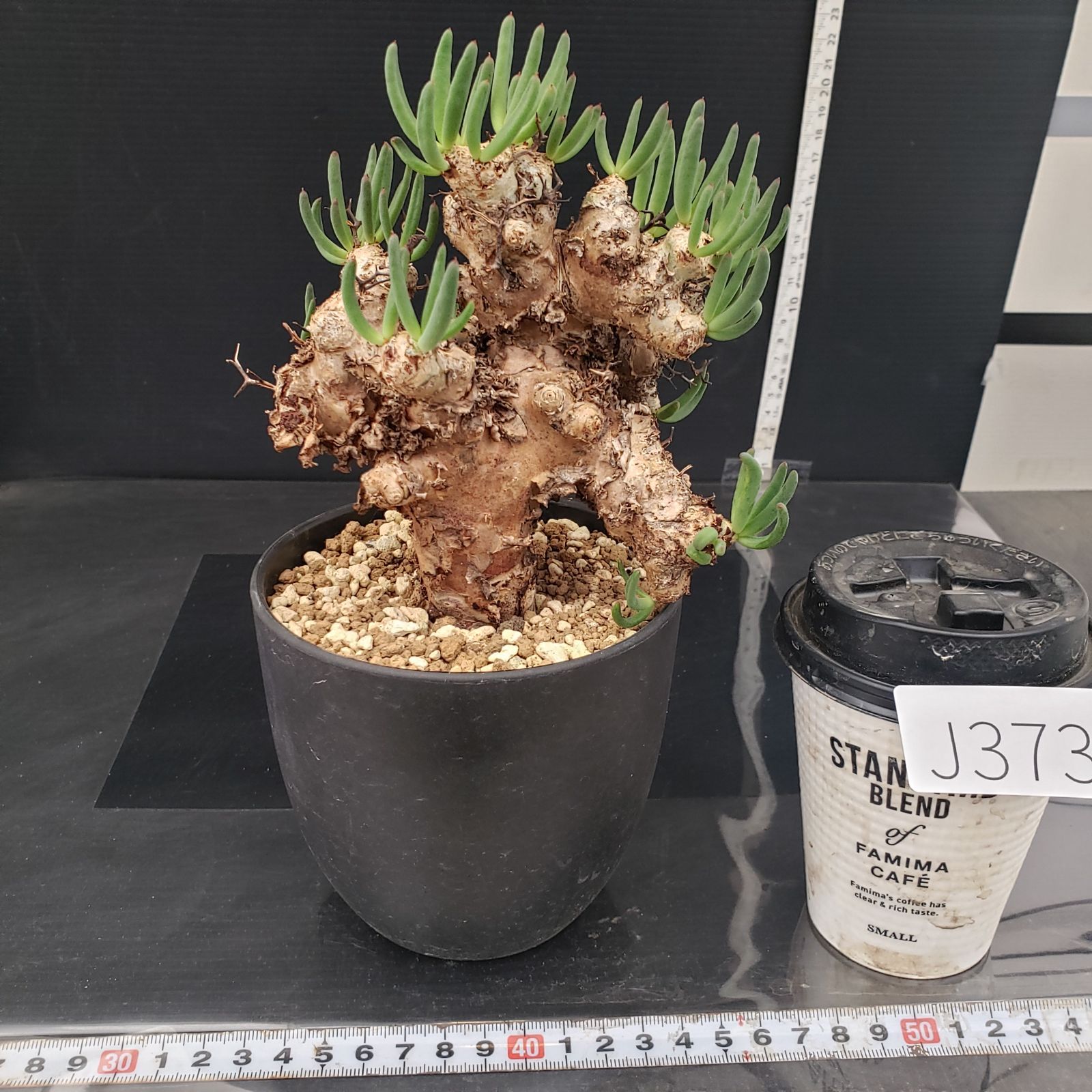 J373【自社養生株】チレコドン レティキュラータス 万物想（現地球・発