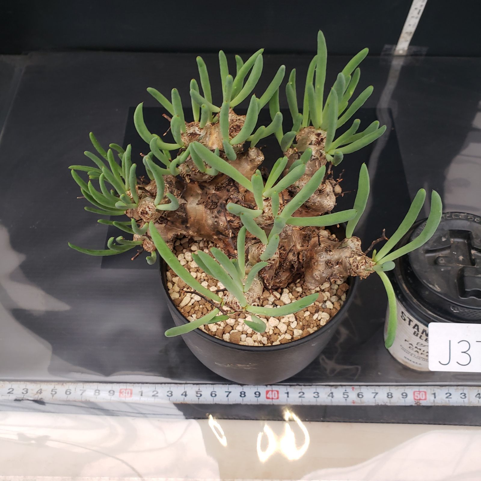 J374【自社養生株】チレコドン レティキュラータス 万物想（現地球・発