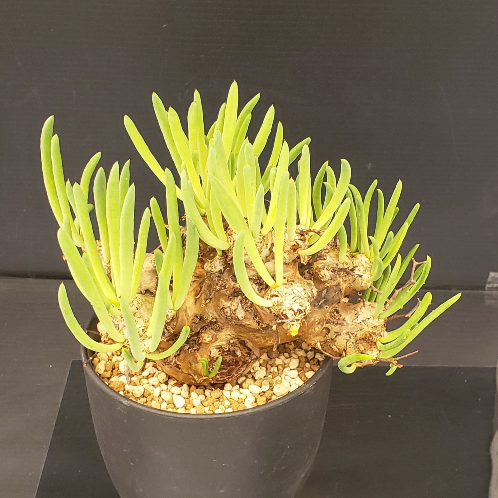 チレコドン　レティキュラータス　万物想　大株 I403【自社養生株】チレコドン レティキュラータス（L) 万物想（現地球