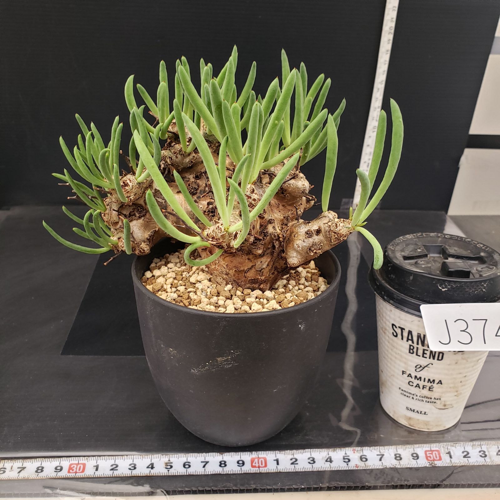 J374【自社養生株】チレコドン レティキュラータス 万物想（現地球・発