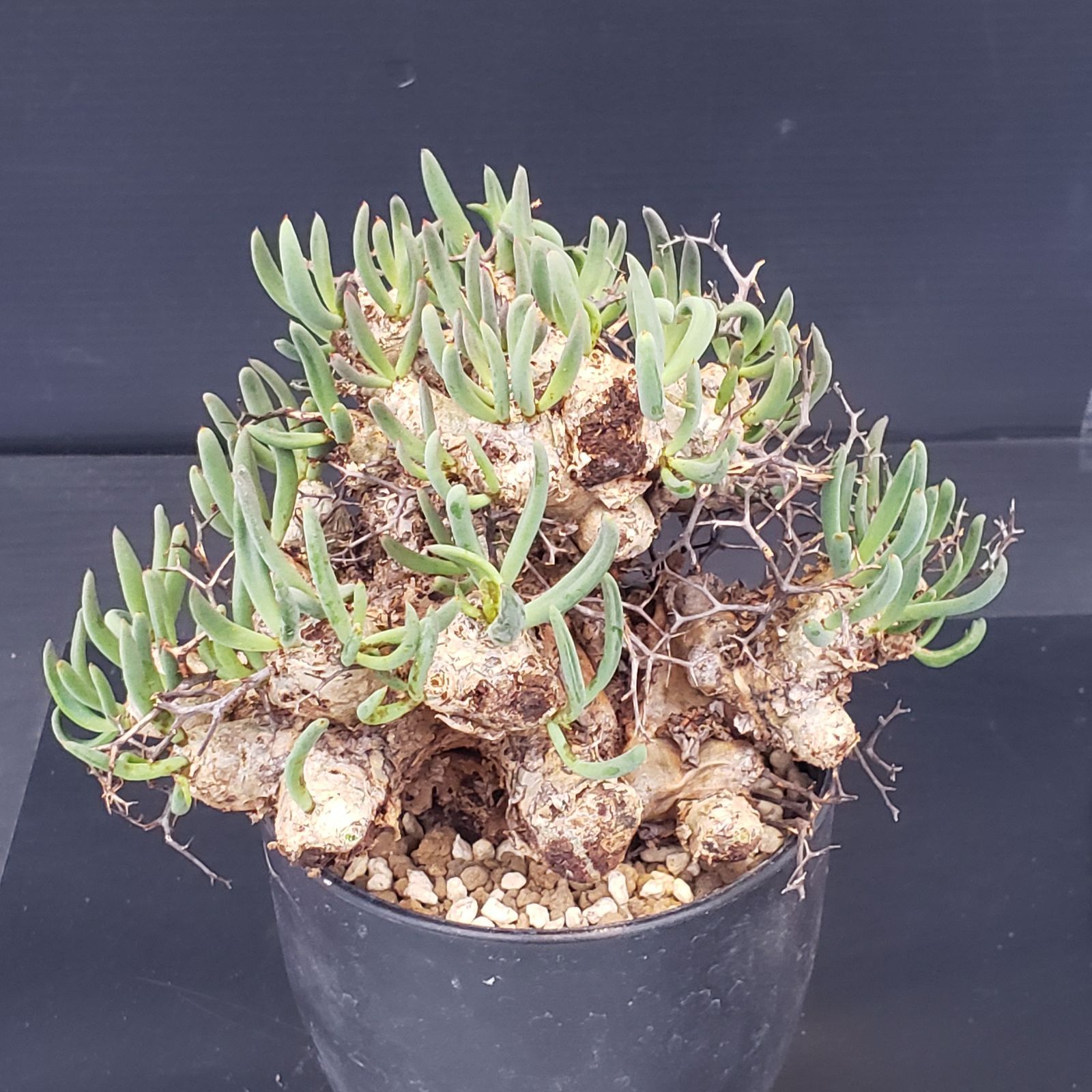 J376【自社養生株】チレコドン レティキュラータス 万物想（現地球・発