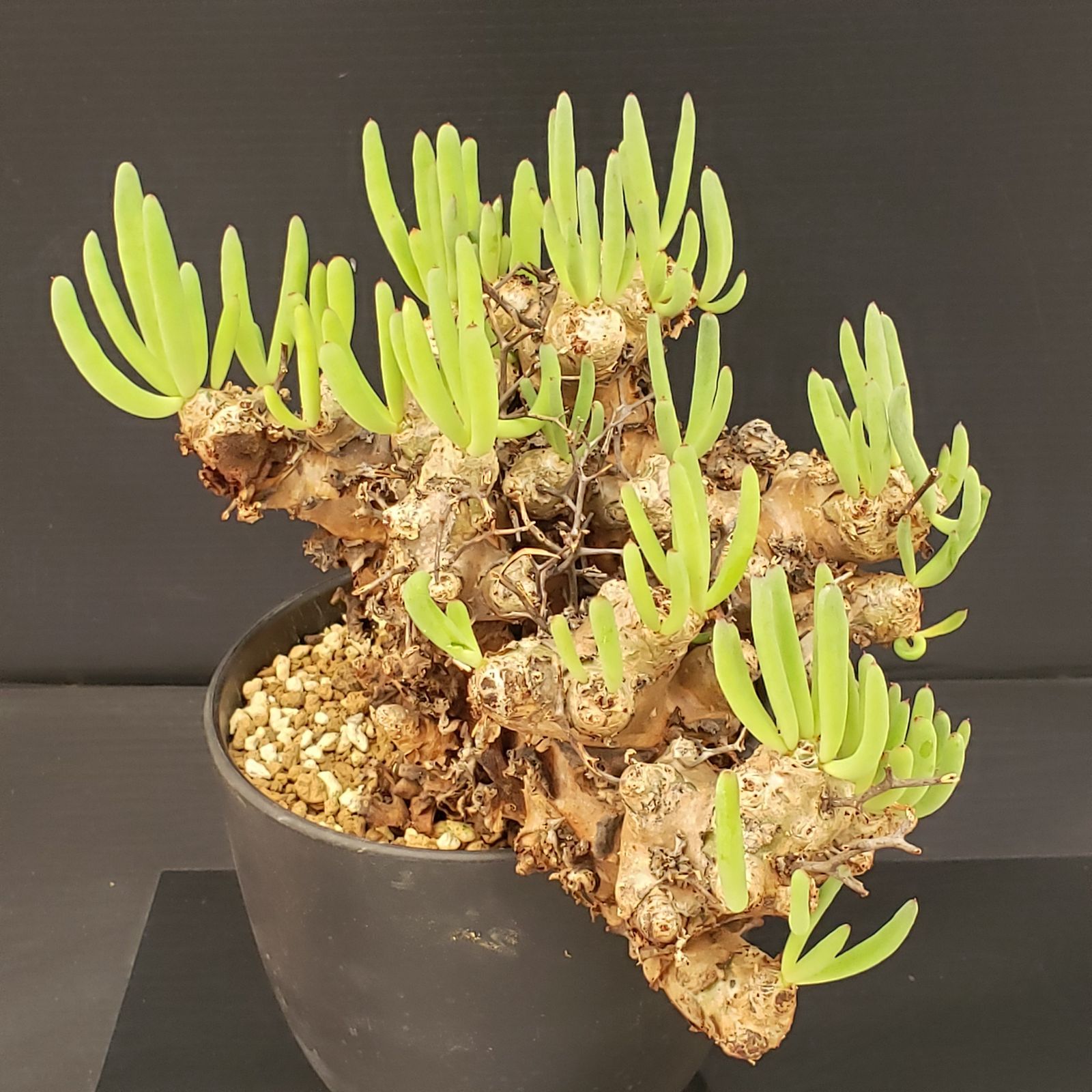 J379【自社養生株】チレコドン レティキュラータス 万物想（現地球・発