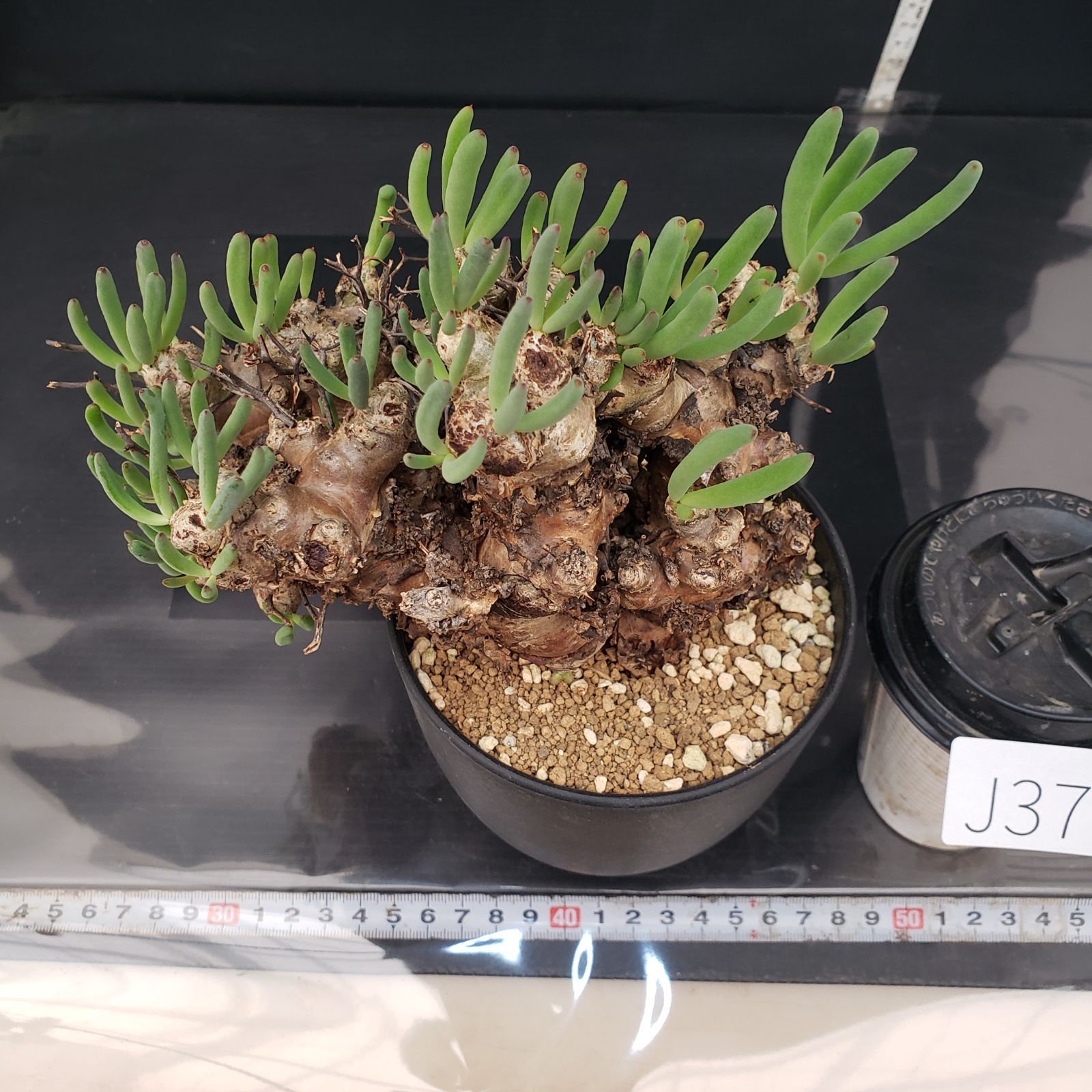 J379【自社養生株】チレコドン レティキュラータス 万物想（現地球・発