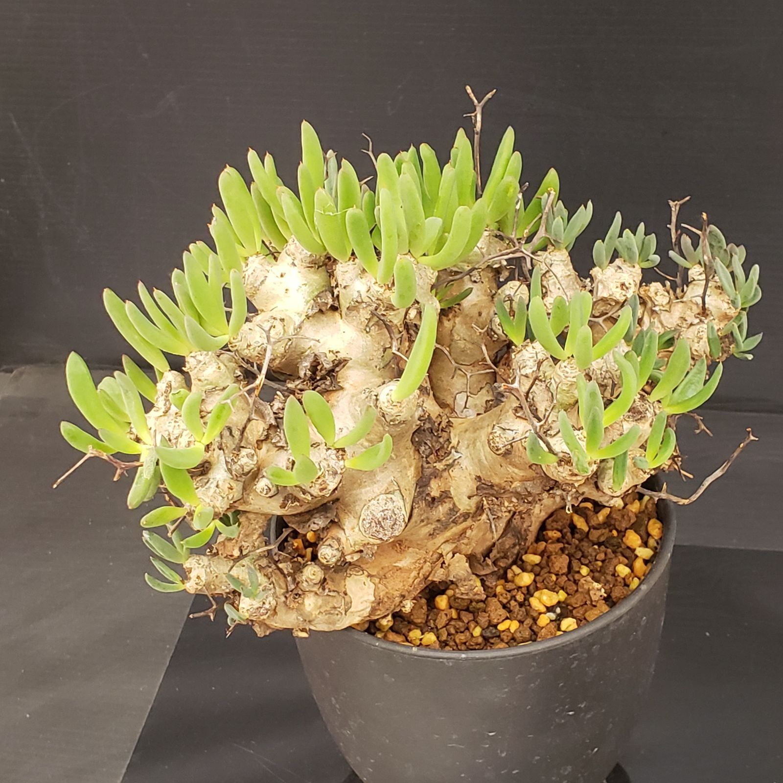 大株❗️ 塊根植物　チレコドン　万物想 チレコドン万物想の基本情報・育て方｜多肉植物・サボテン図鑑