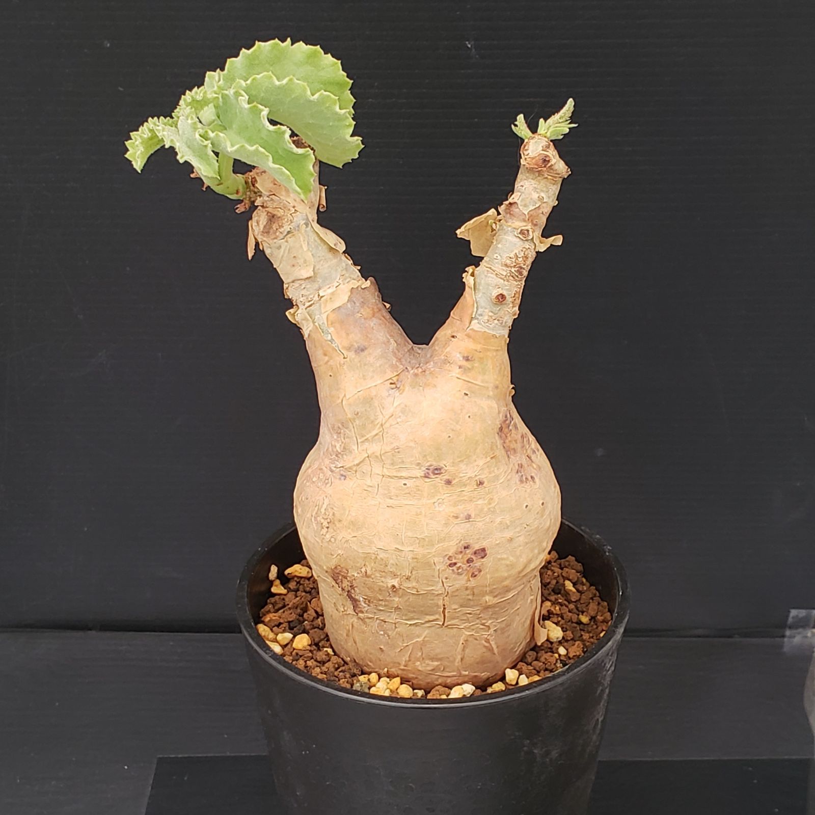 J381【自社養生株】キフォステンマ マクロプス（現地球・発根株