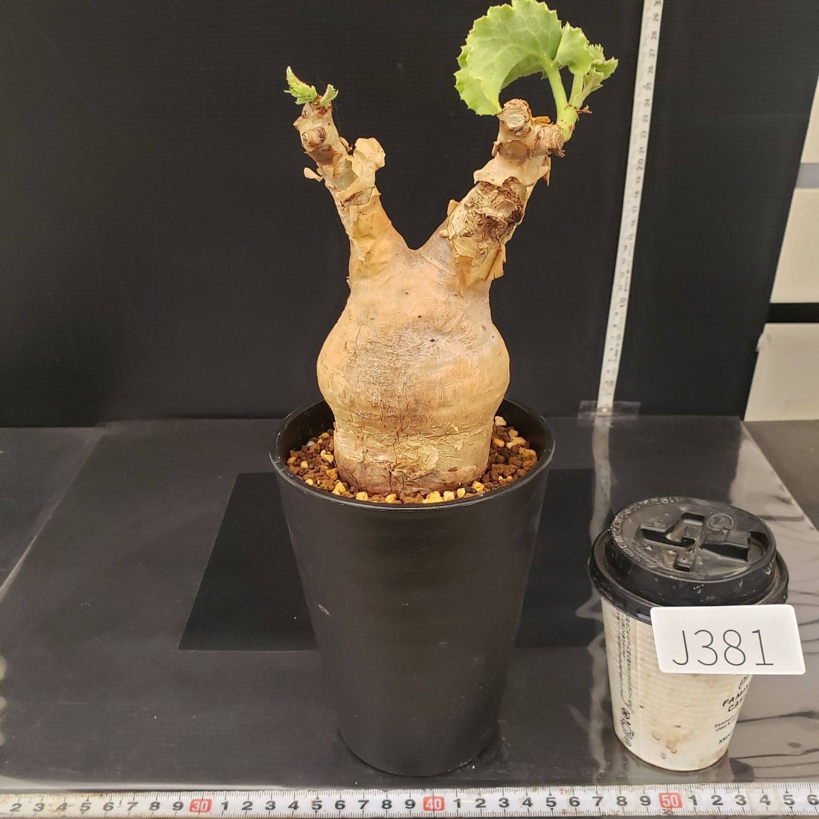 J381【自社養生株】キフォステンマ マクロプス（現地球・発根株