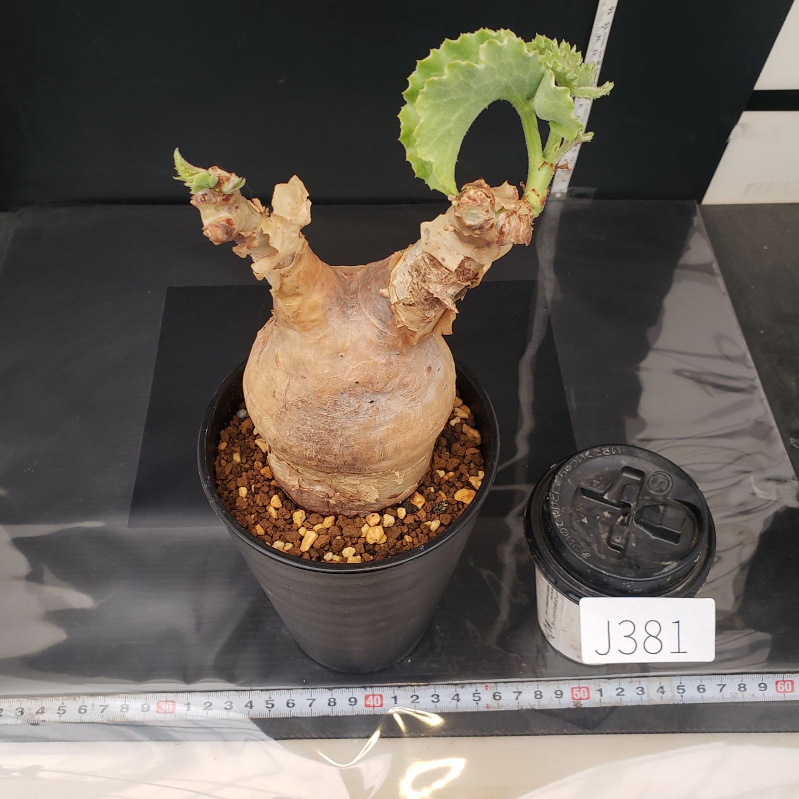 J381【自社養生株】キフォステンマ マクロプス（現地球・発根株