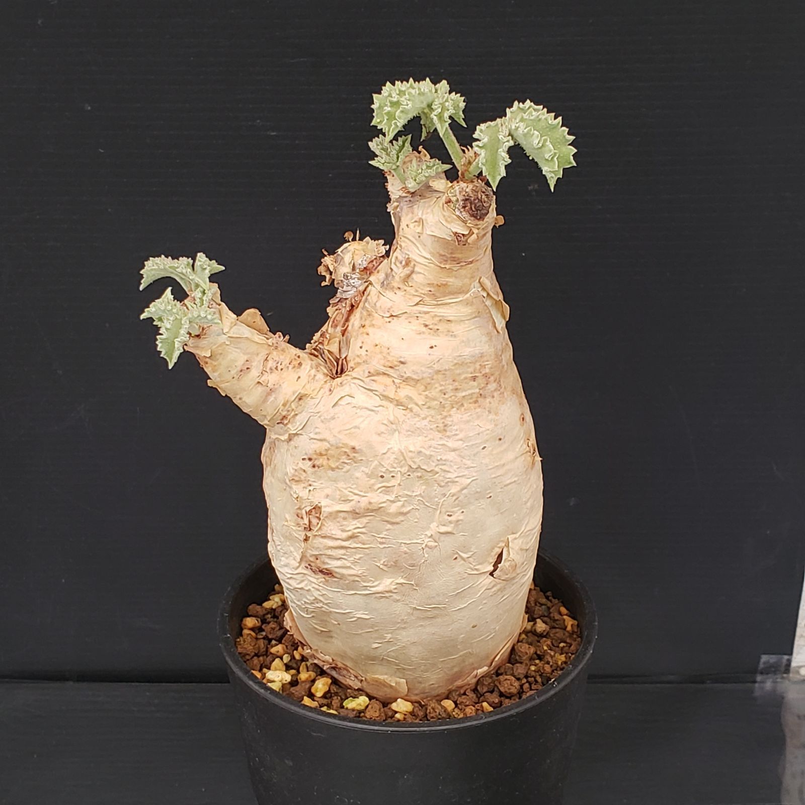 J382【自社養生株】キフォステンマ マクロプス（現地球・発根株