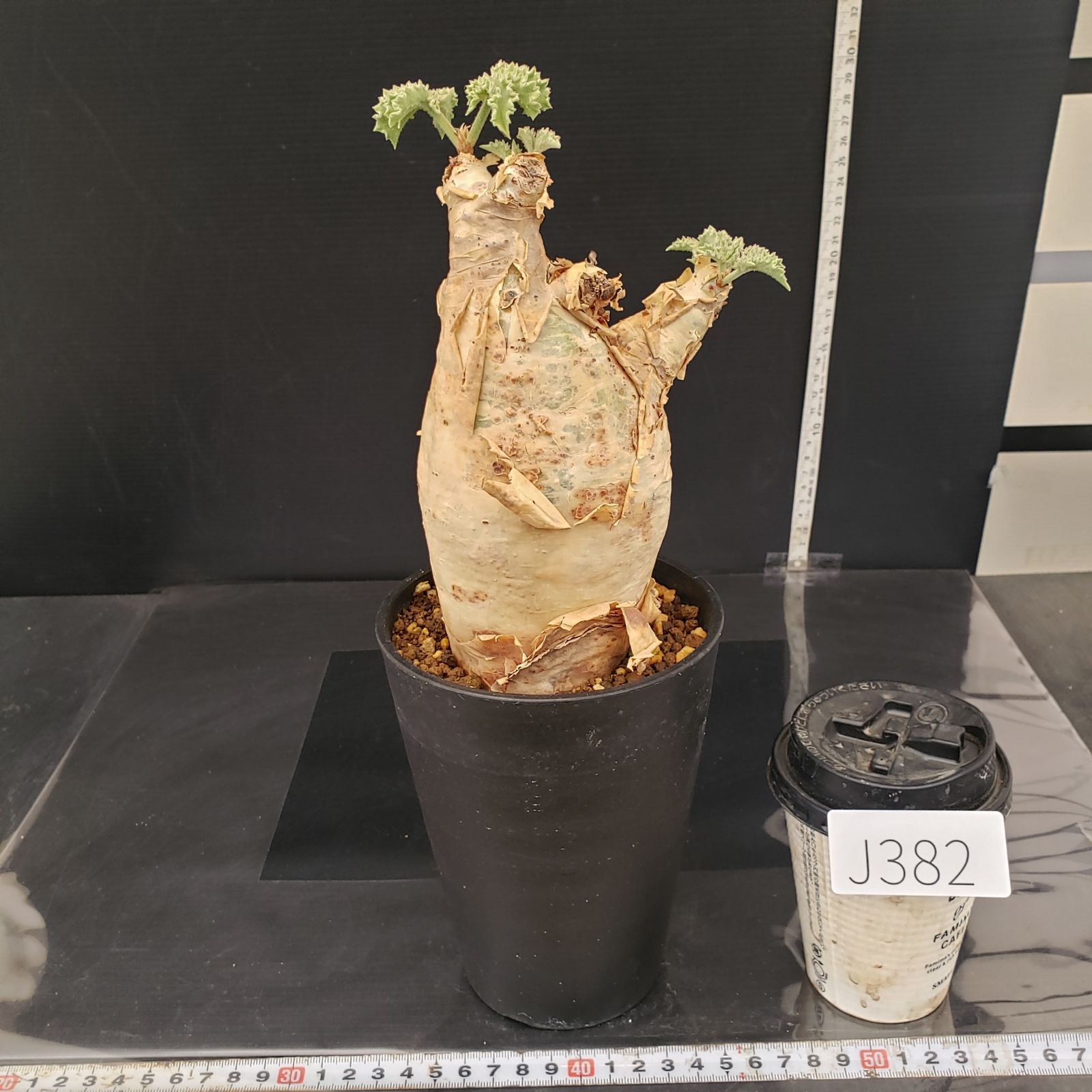 キフォステンマ ウター マクロプス 現地球 キフォステンマ ウター マクロプス 現地球 キフォステンマ マクロプス