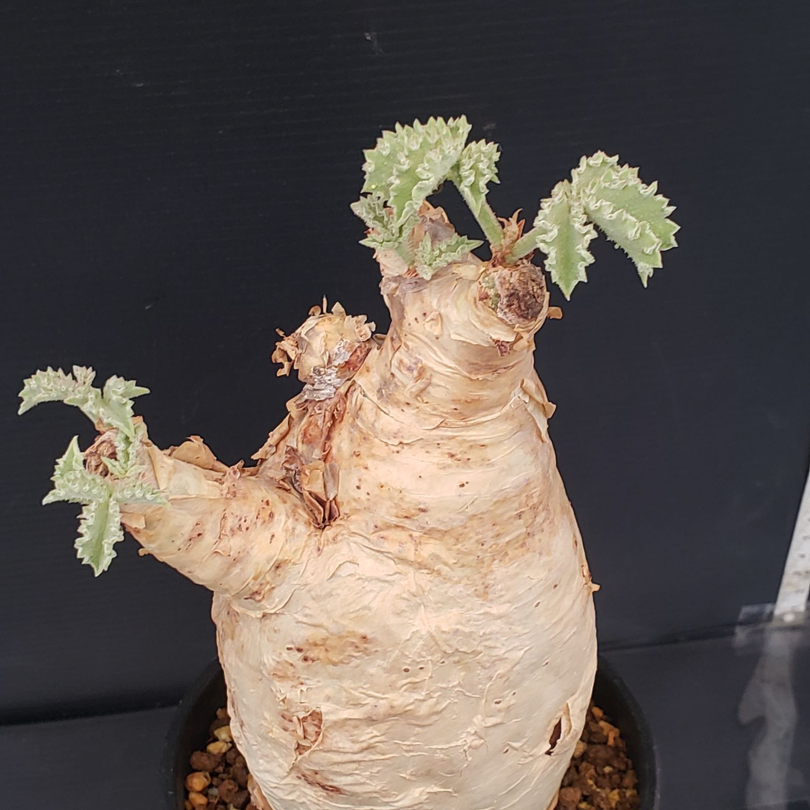 J382【自社養生株】キフォステンマ マクロプス（現地球・発根株