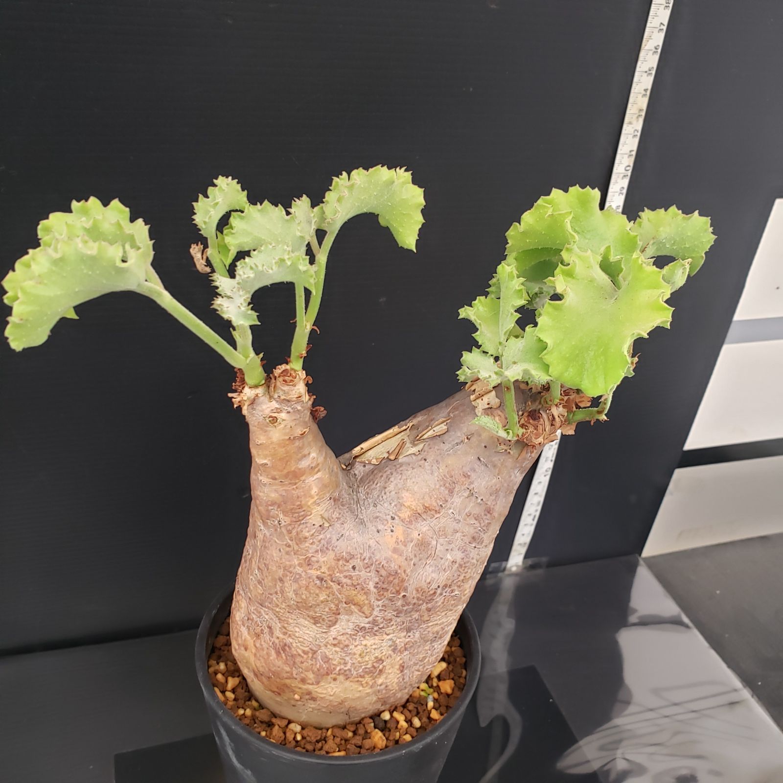 J383【自社養生株】キフォステンマ マクロプス（現地球・発根株