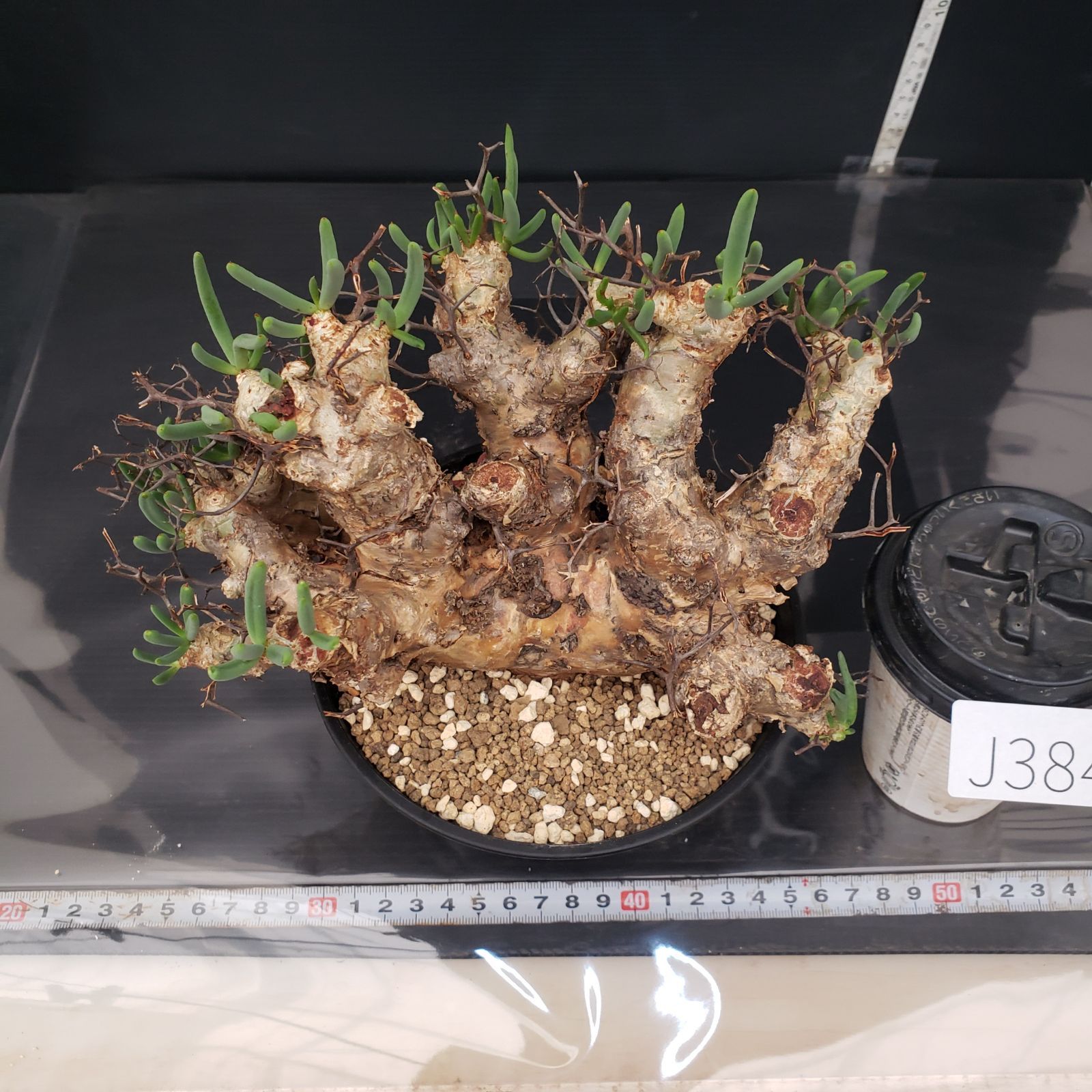 J384【自社養生株】チレコドン レティキュラータス 万物想（現地球・発