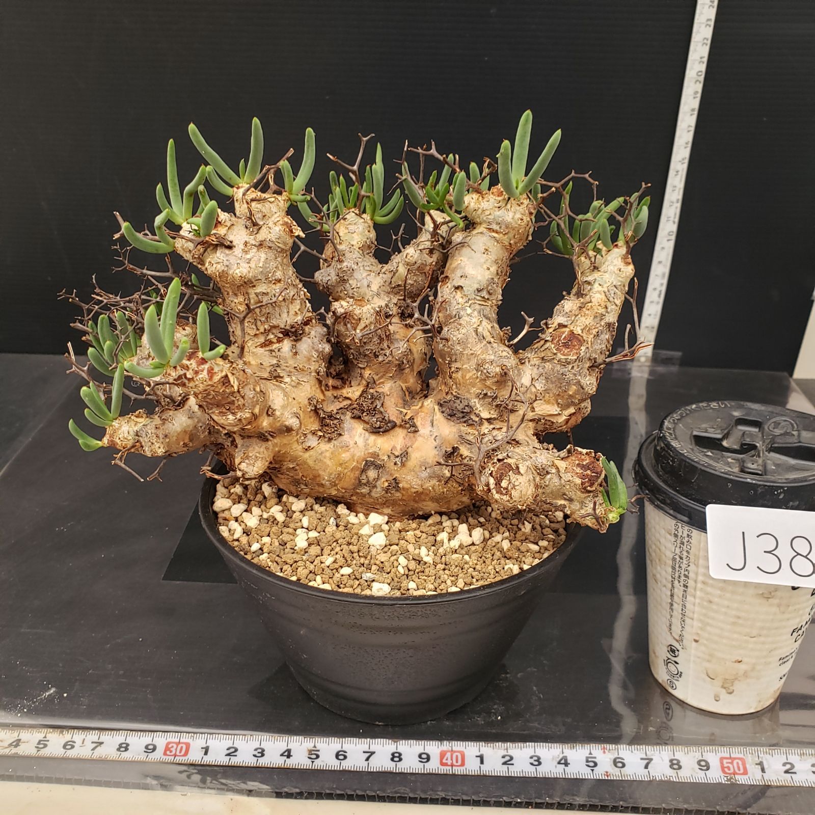 J384【自社養生株】チレコドン レティキュラータス 万物想（現地球・発