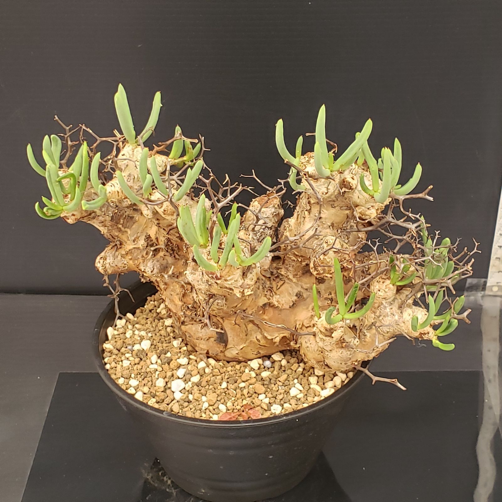 J384【自社養生株】チレコドン レティキュラータス 万物想（現地球・発