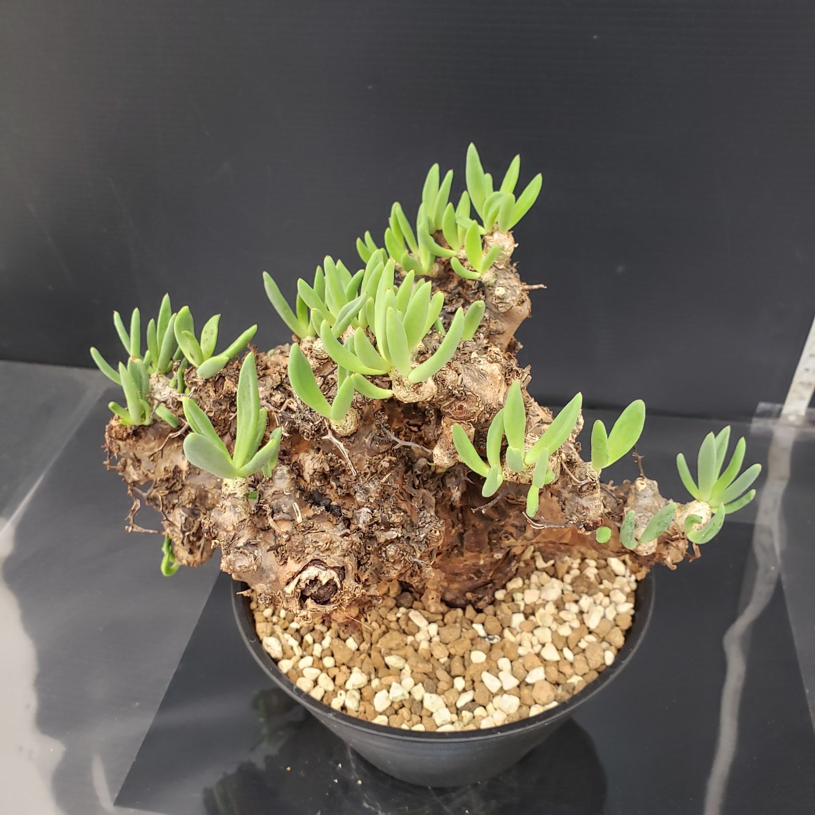 マ385 【塊根植物・現地株】チレコドン レティキュラータス 万物想