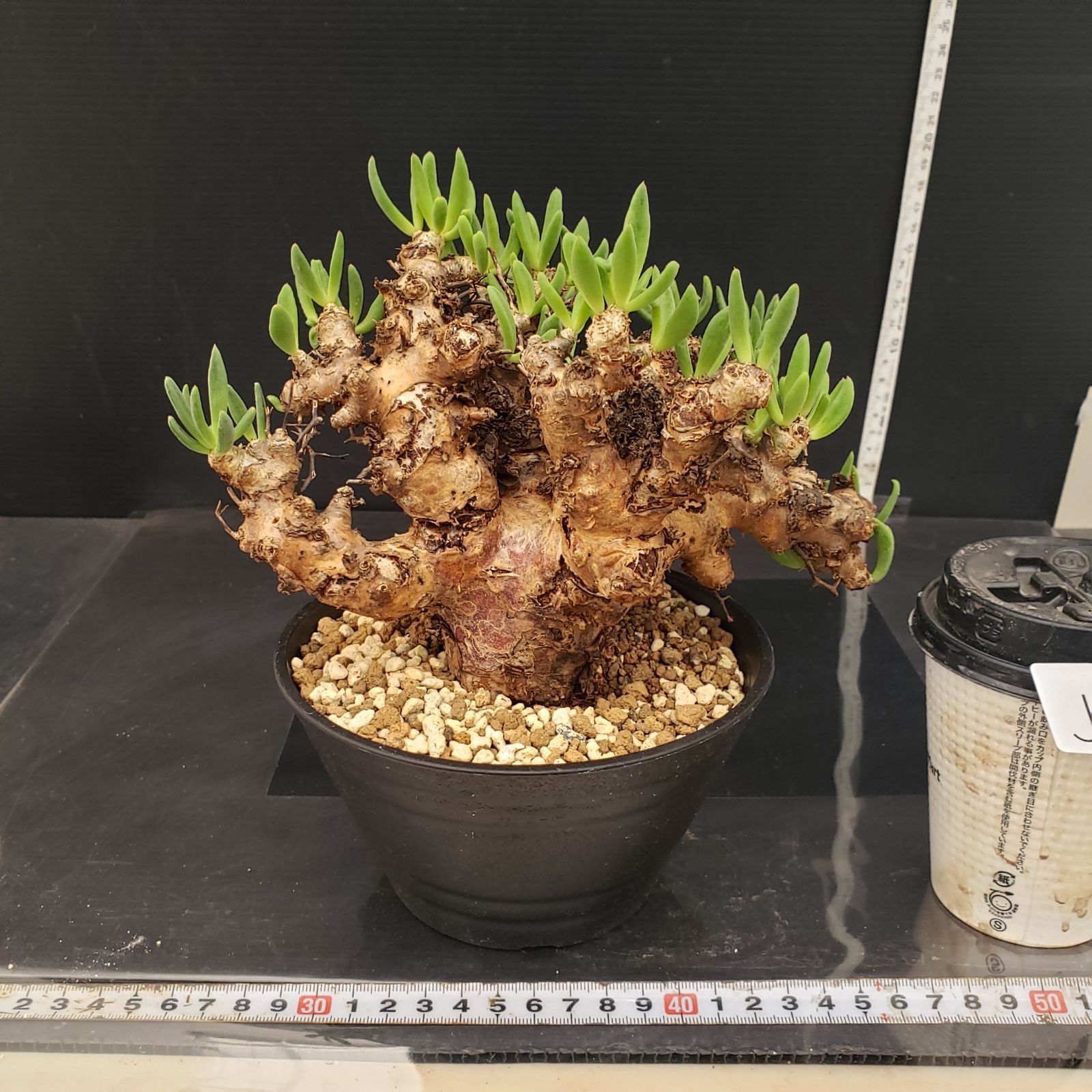 J385【自社養生株】チレコドン レティキュラータス 万物想（現地球・発