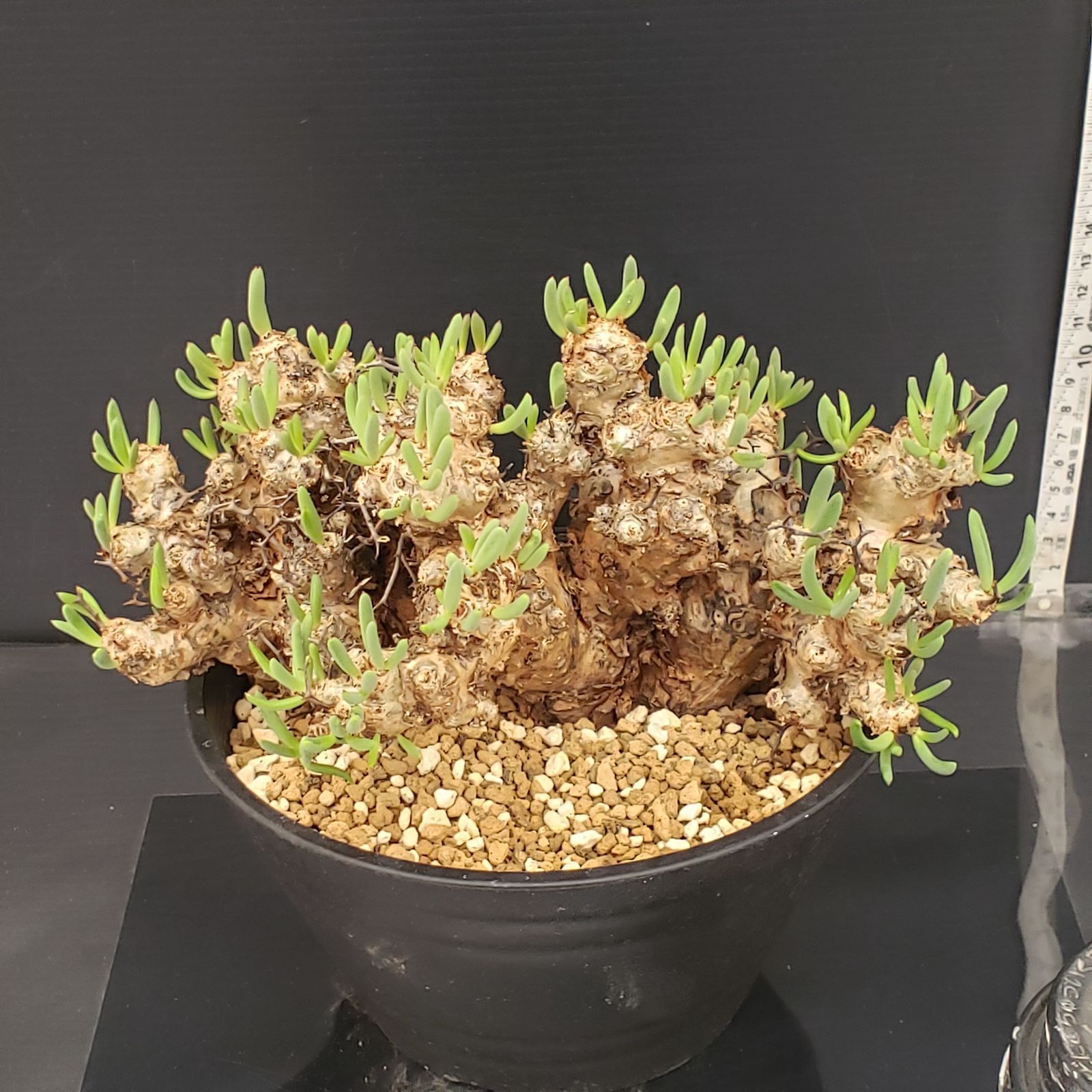 J386【自社養生株】チレコドン レティキュラータス 万物想（現地球・発