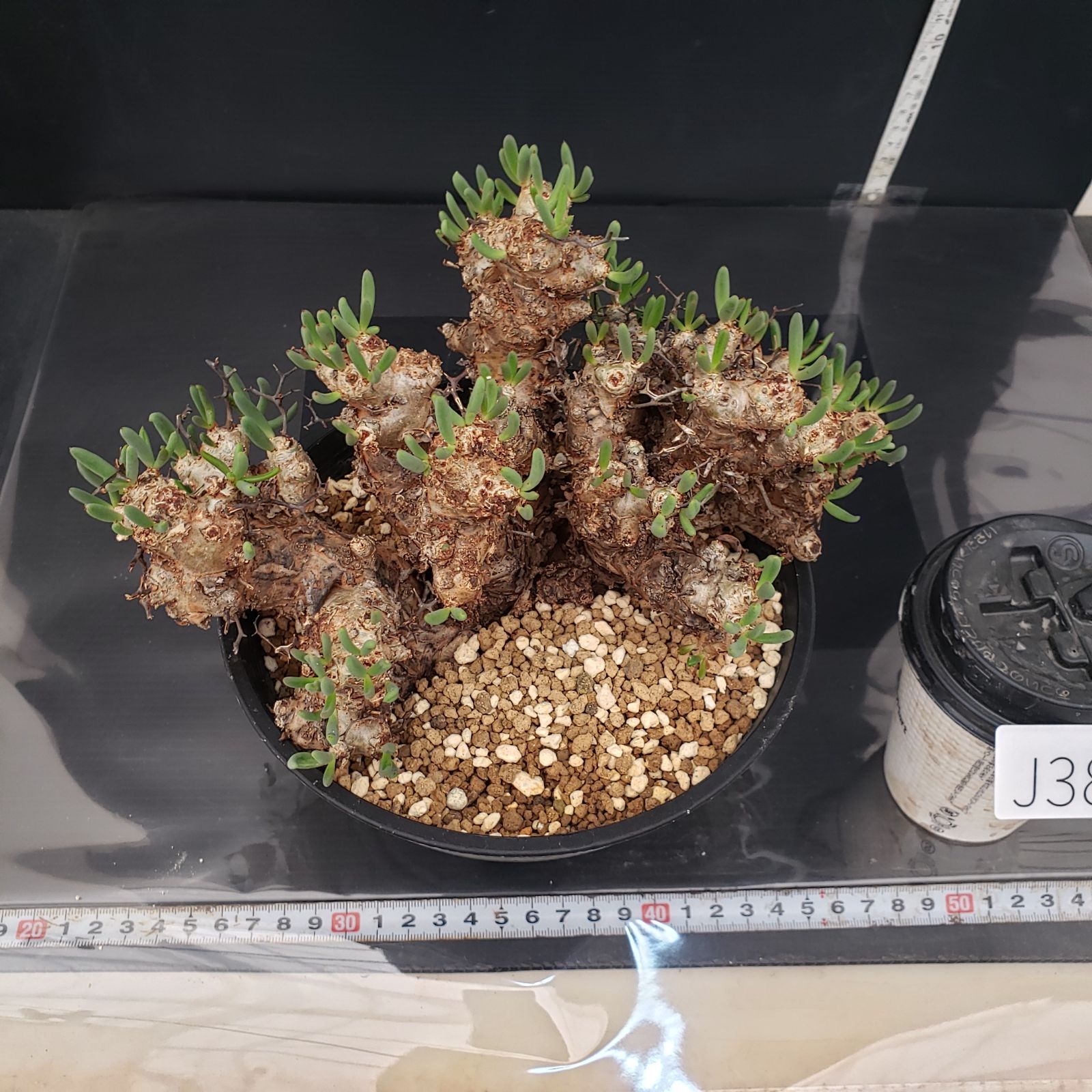 J386【自社養生株】チレコドン レティキュラータス 万物想（現地球・発