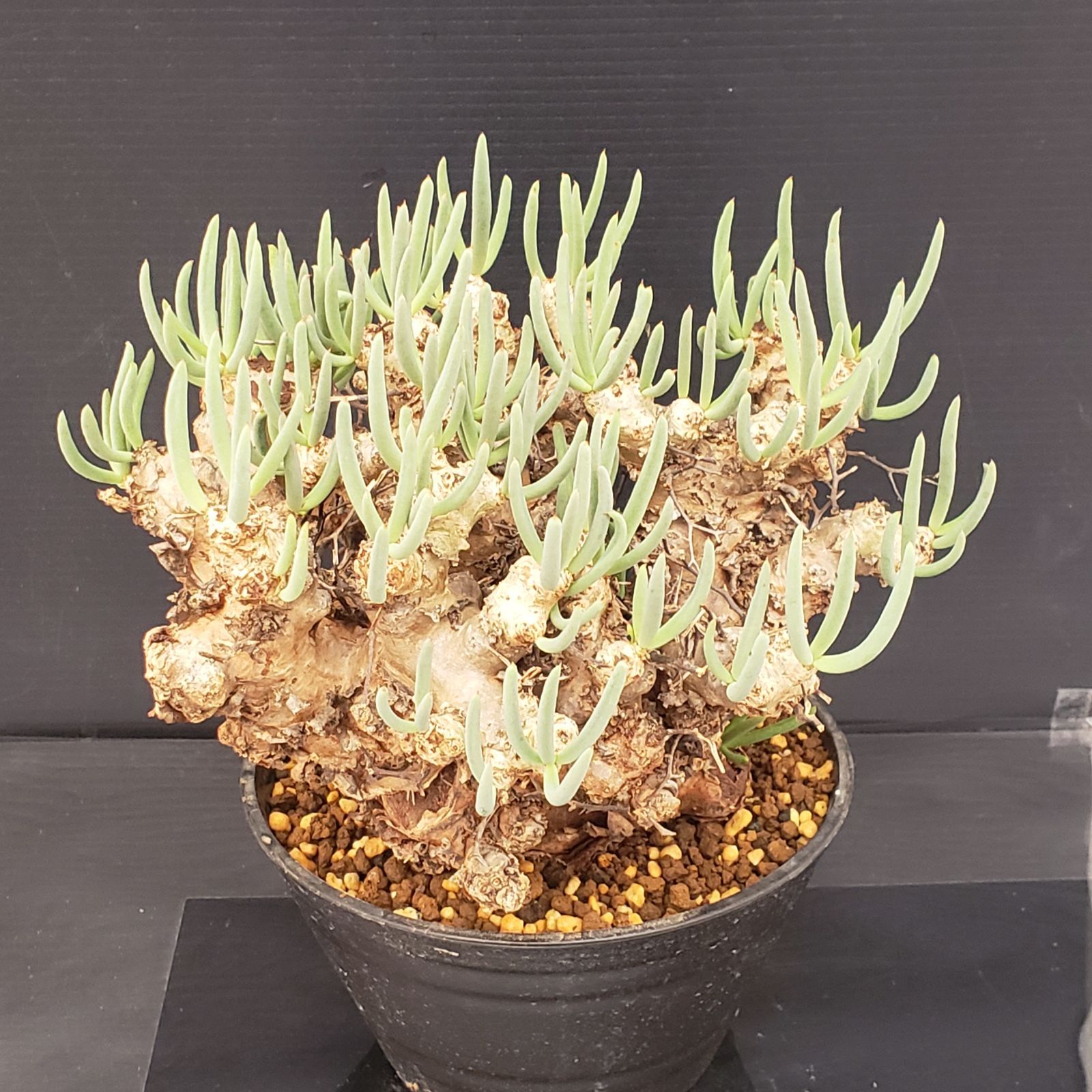 J387【自社養生株】チレコドン レティキュラータス 万物想（現地球・発