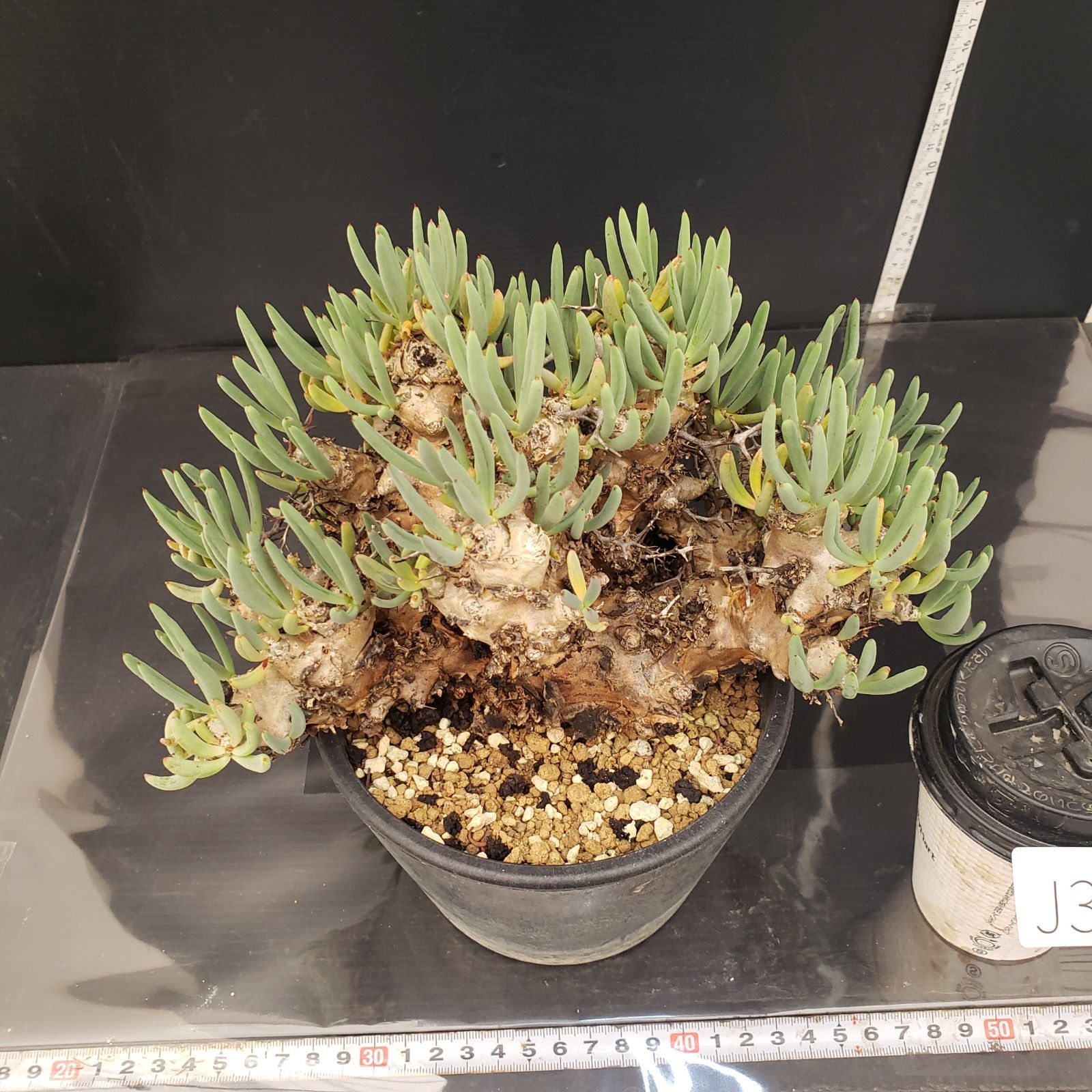 J388【自社養生株】チレコドン レティキュラータス 万物想（現地球・発