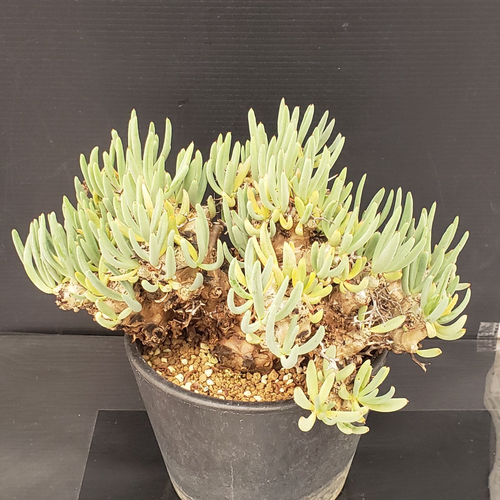 J388【自社養生株】チレコドン レティキュラータス 万物想（現地球・発