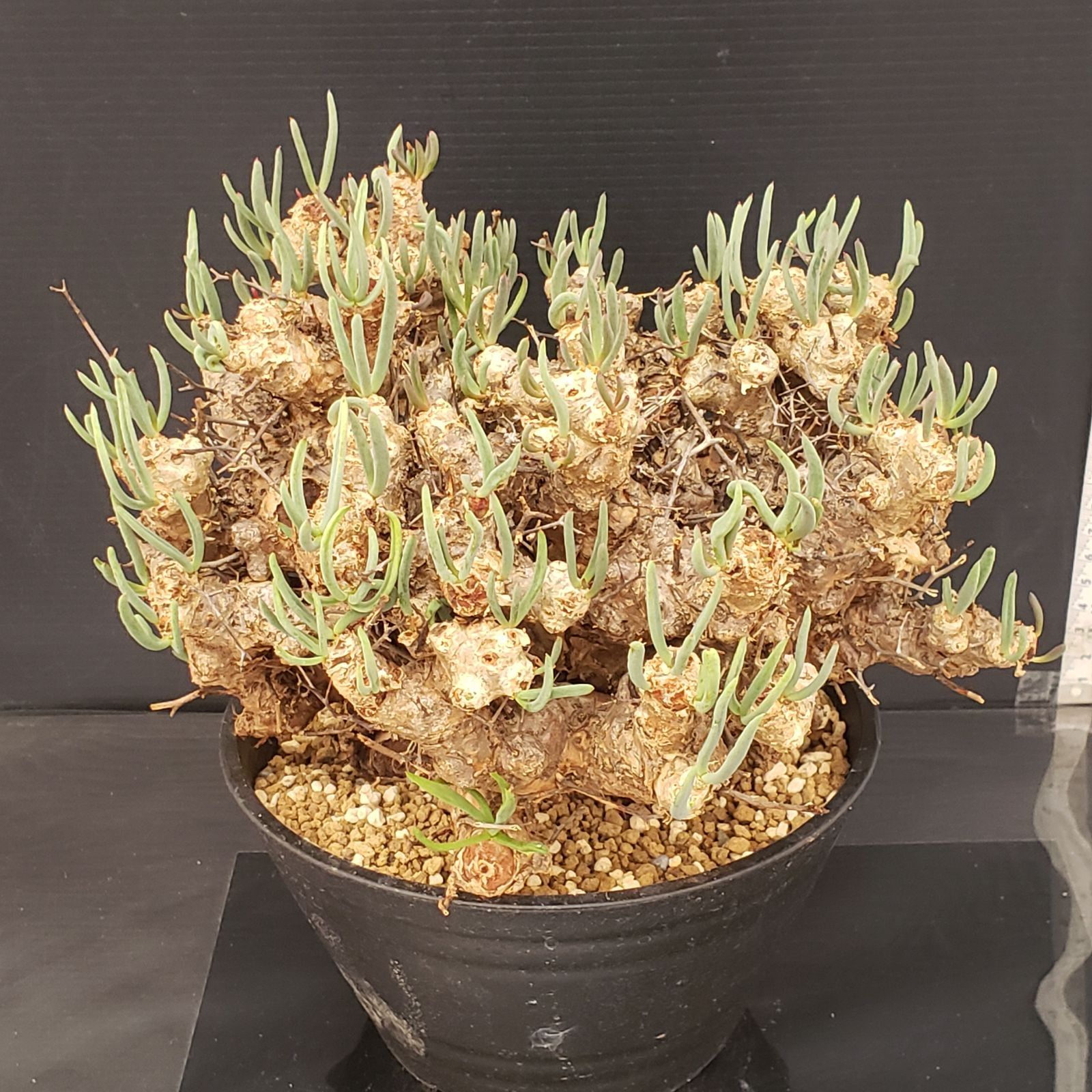 サマーセール！ 大株 万物想 チレコドン レティキュラータス 現地株 現地球 サマーセール！ 大株 万物想 チレコドン レティキュラータス 現地株