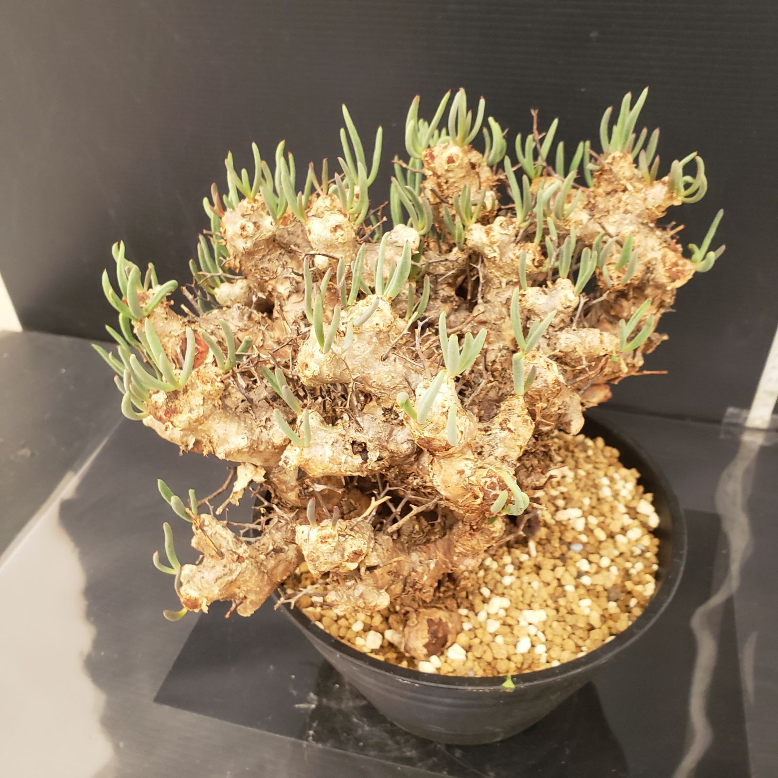 J389【自社養生株】チレコドン レティキュラータス 万物想（現地球・発