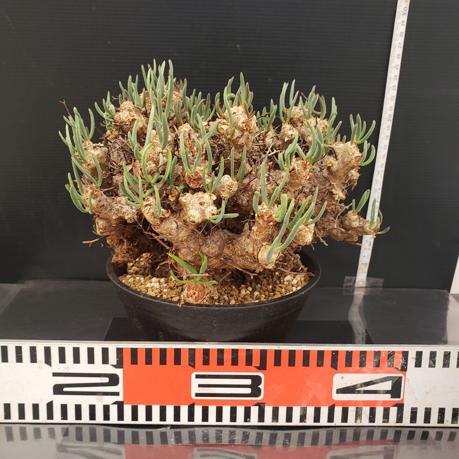 J389【自社養生株】チレコドン レティキュラータス 万物想（現地球・発