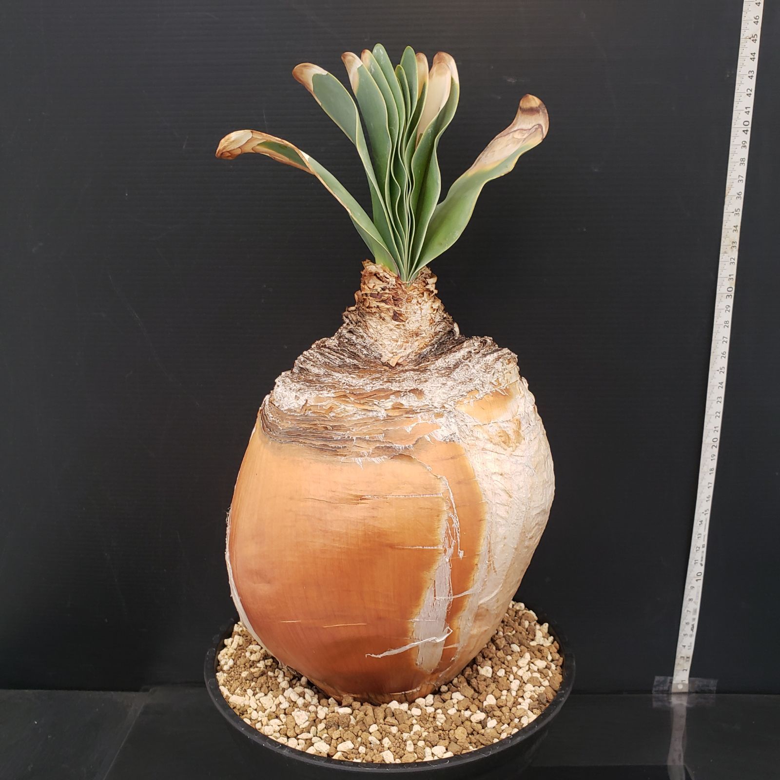 J390【自社養生株】ブーファン ハエマンソイデス（現地球・発根株