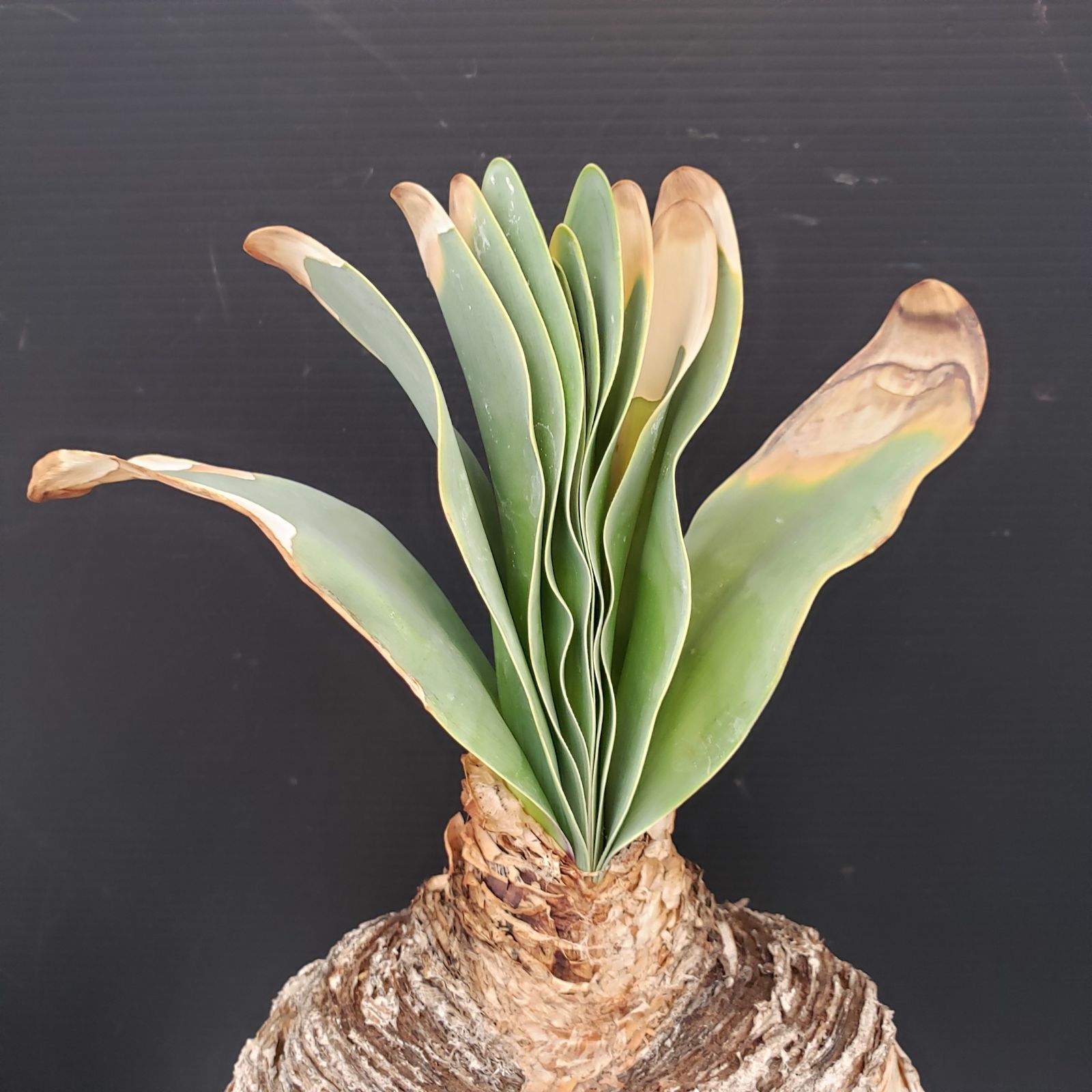 J392自社養生株ブーファン ハエマンソイデス（現地球・発根株 ワ5239