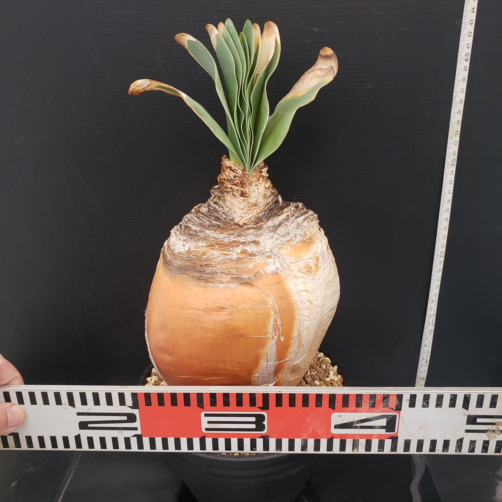 J390【自社養生株】ブーファン ハエマンソイデス（現地球・発根株